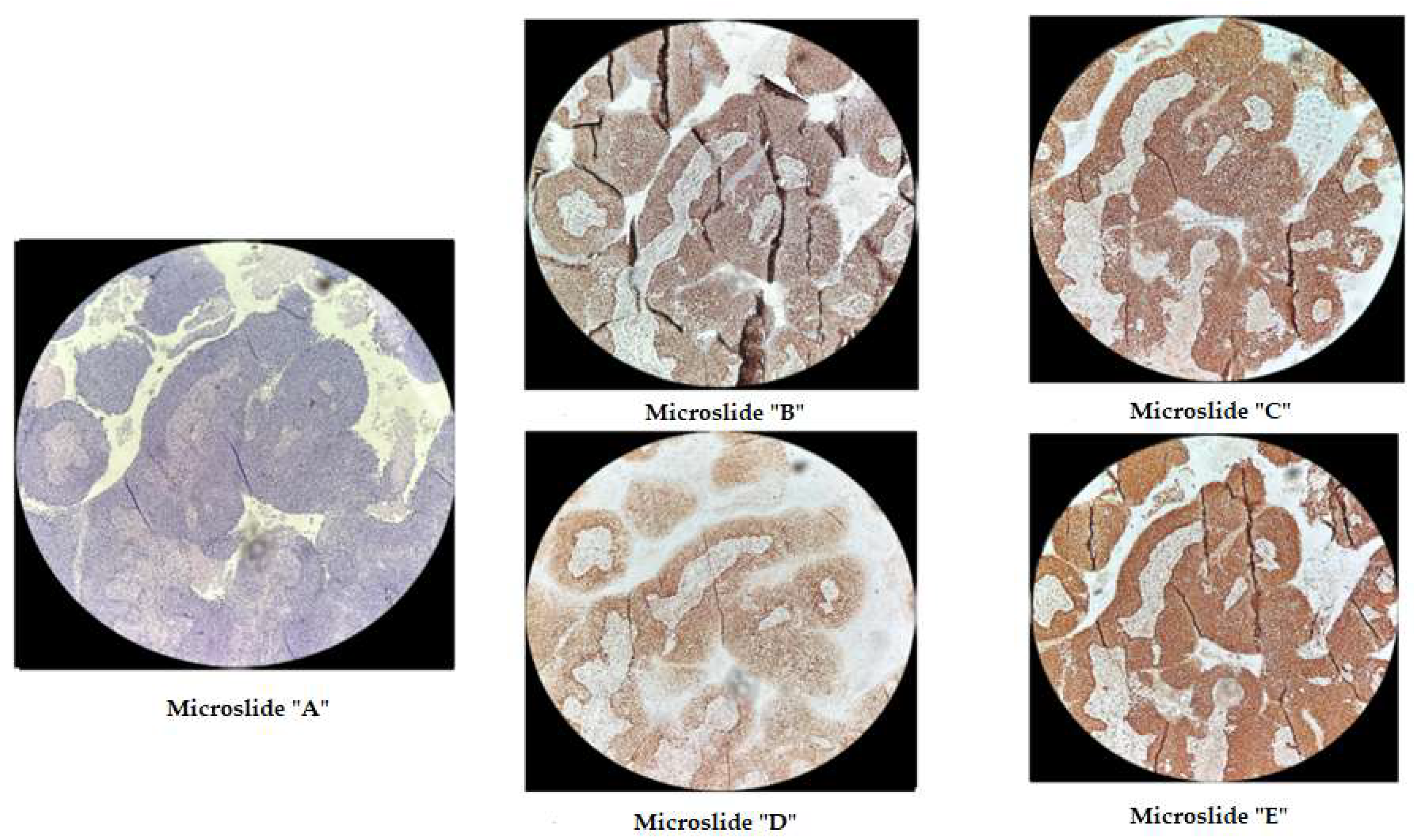 Preprints 119326 g003