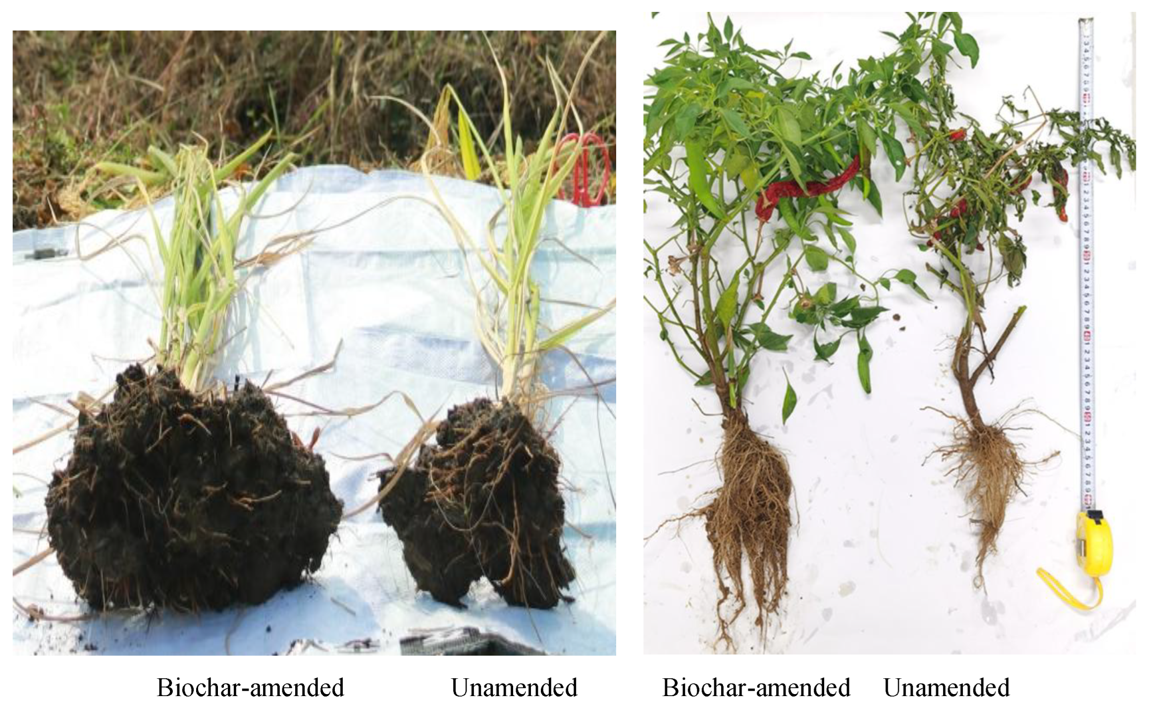 Preprints 174450 g002