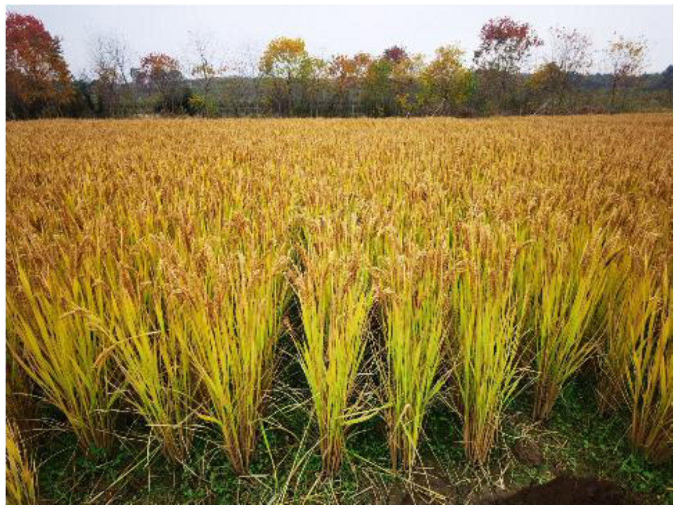 Preprints 174450 g003