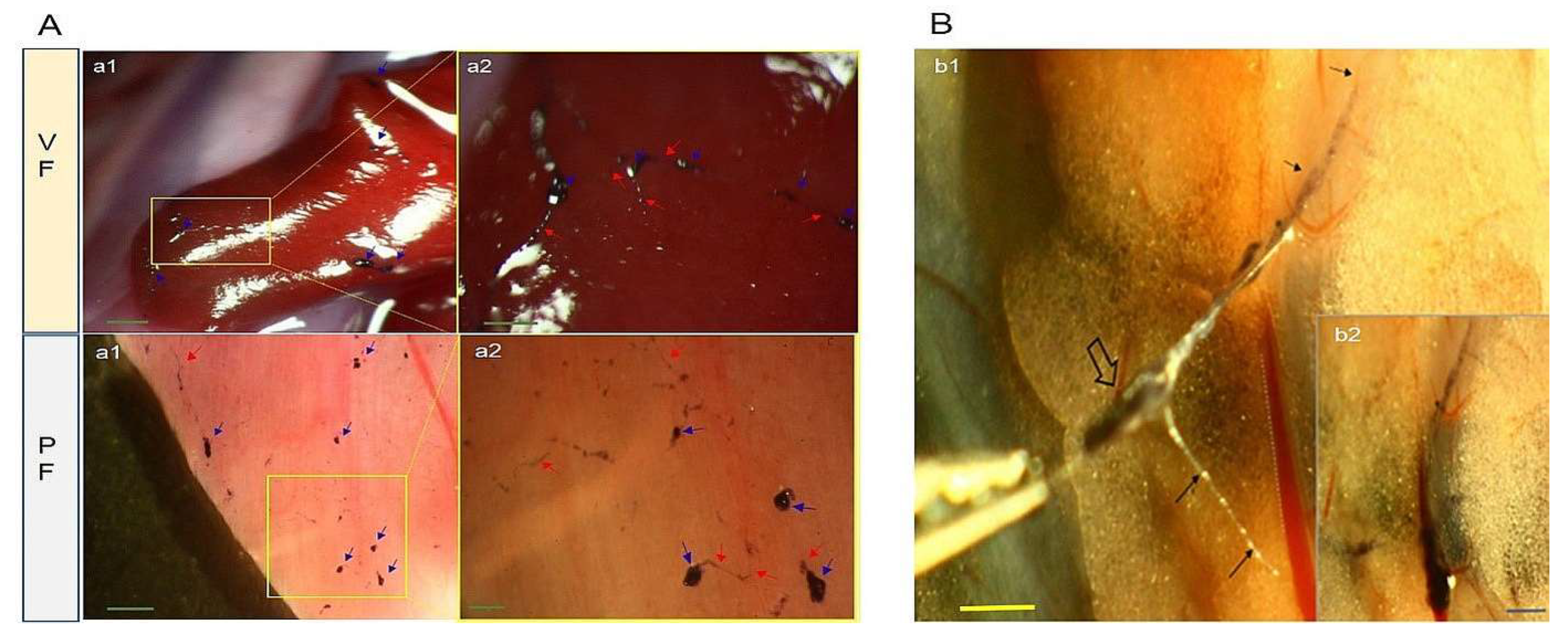 Preprints 70661 g001