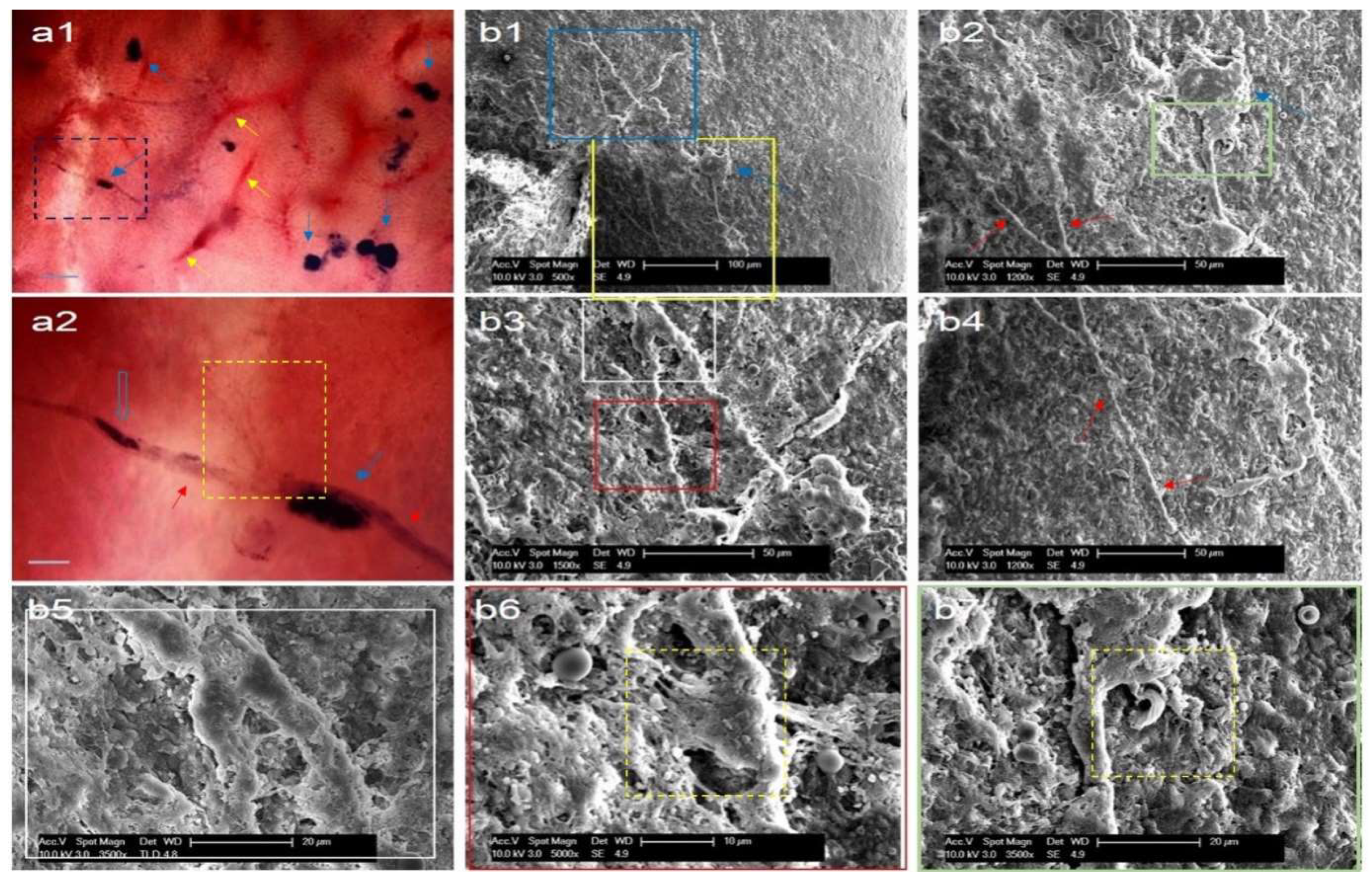 Preprints 70661 g003