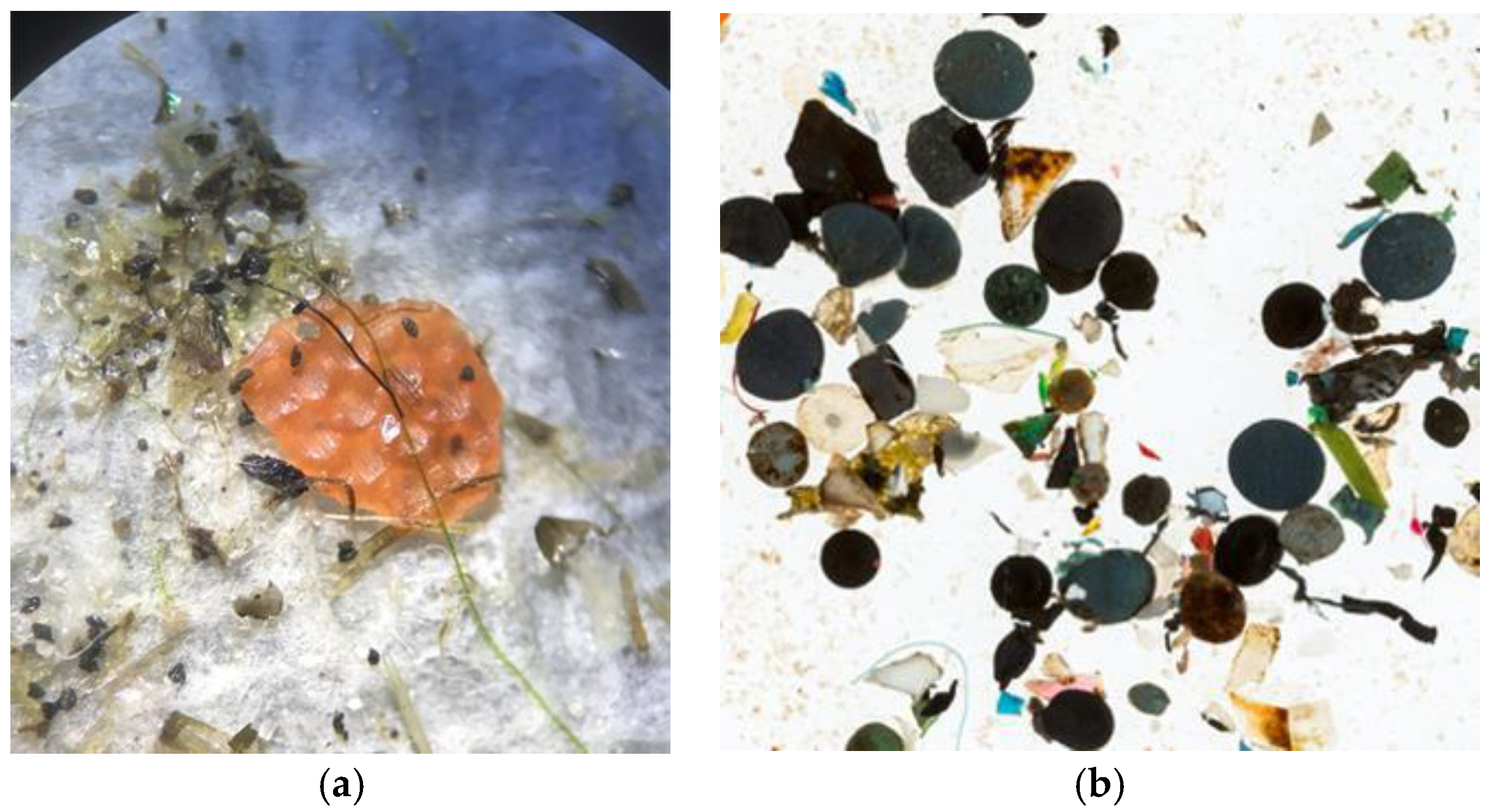 Preprints 175521 g011