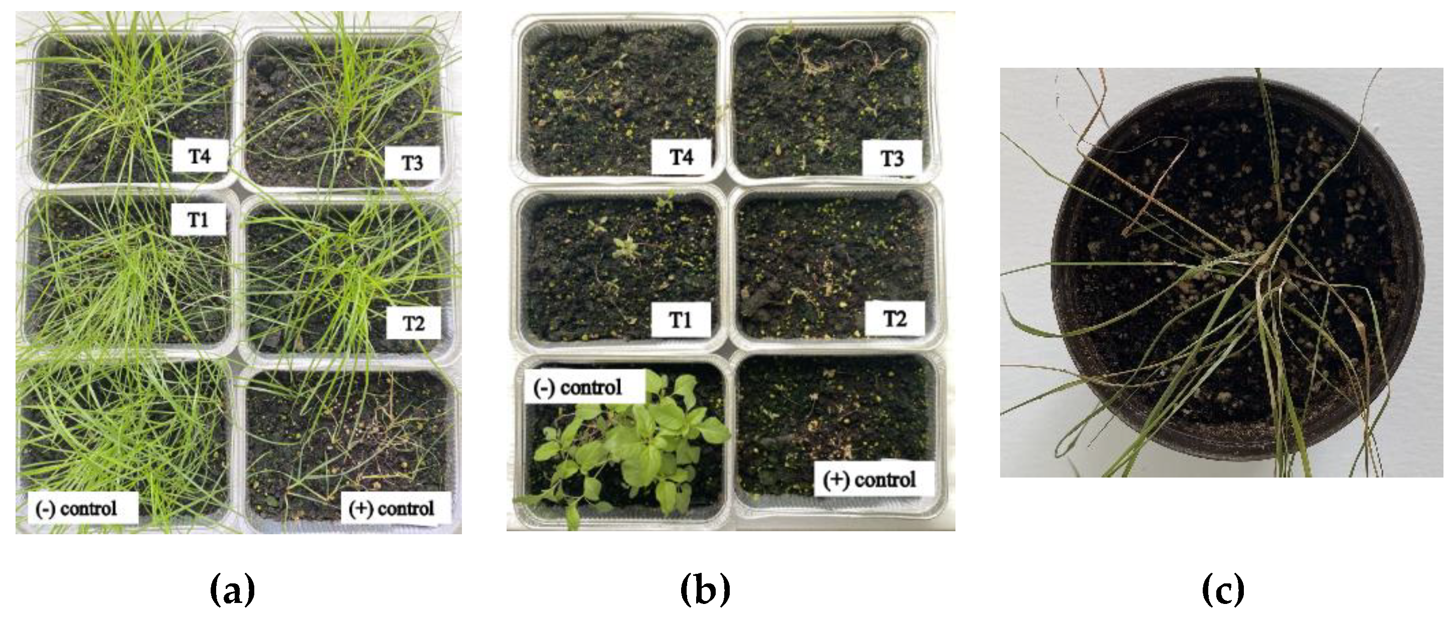 Preprints 119806 g002
