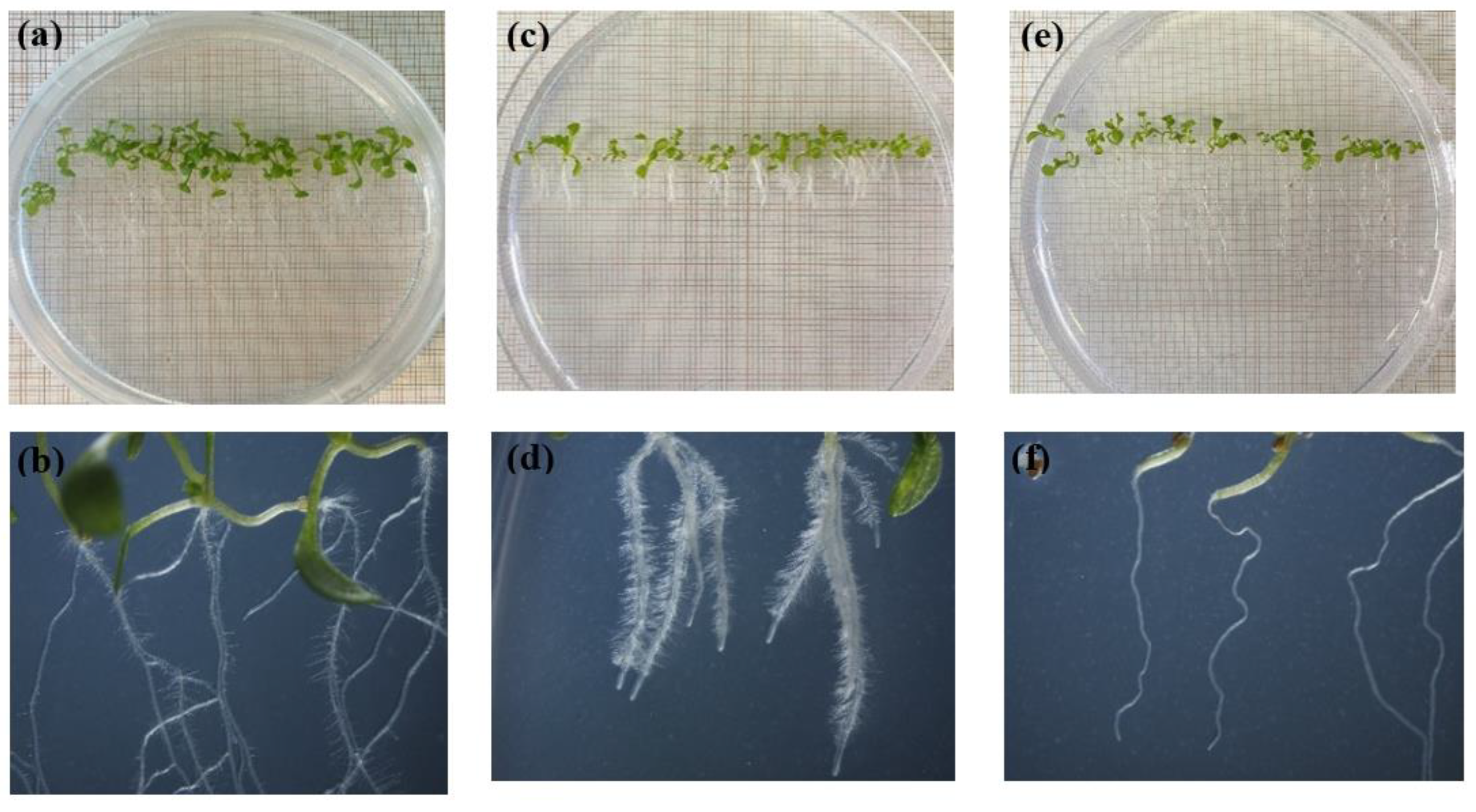 Preprints 119806 g004