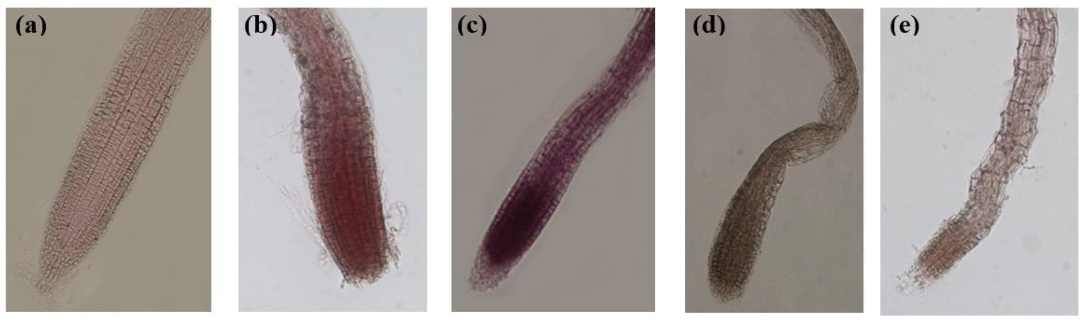 Preprints 119806 g006