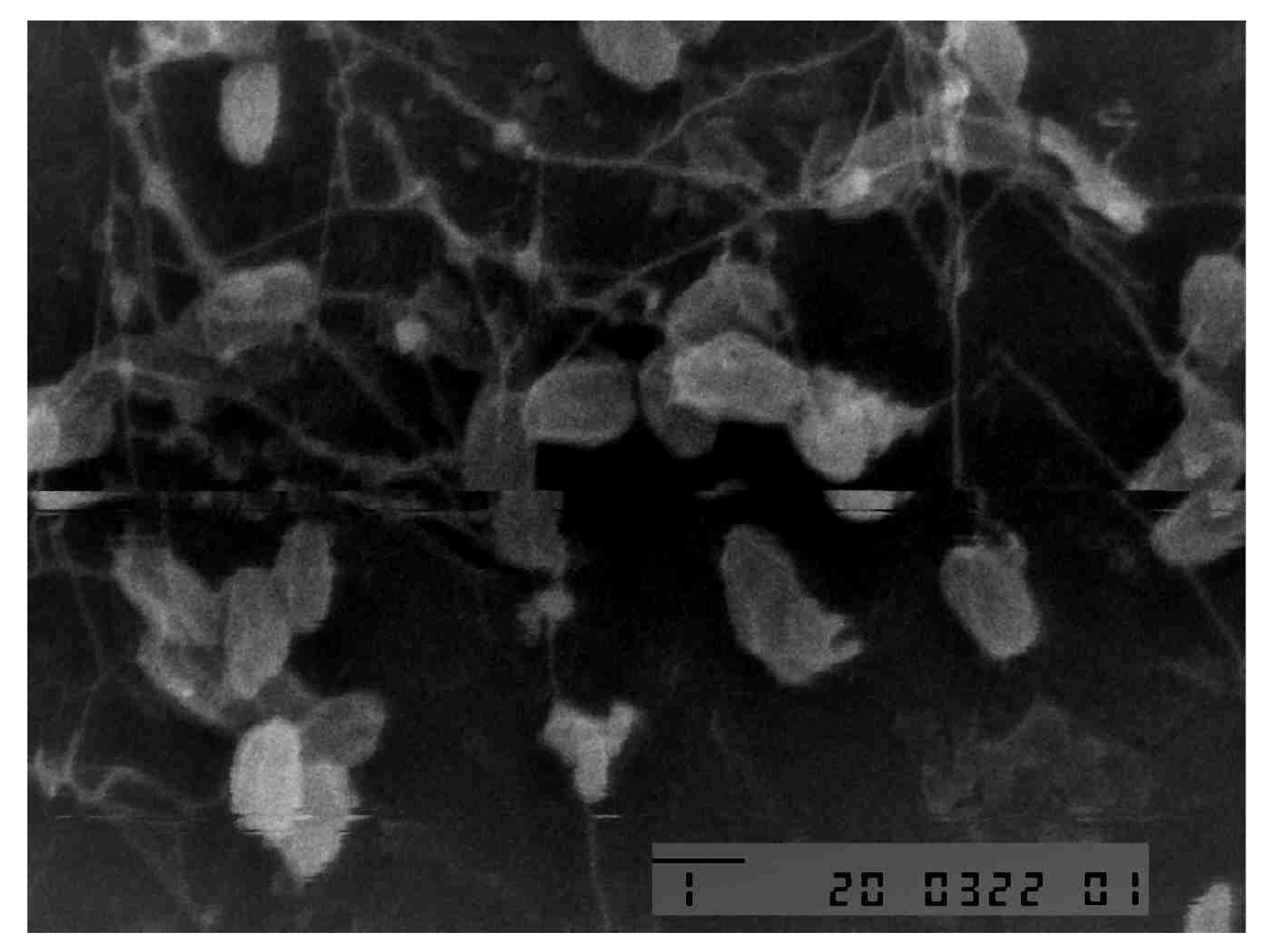 Preprints 199802 g001