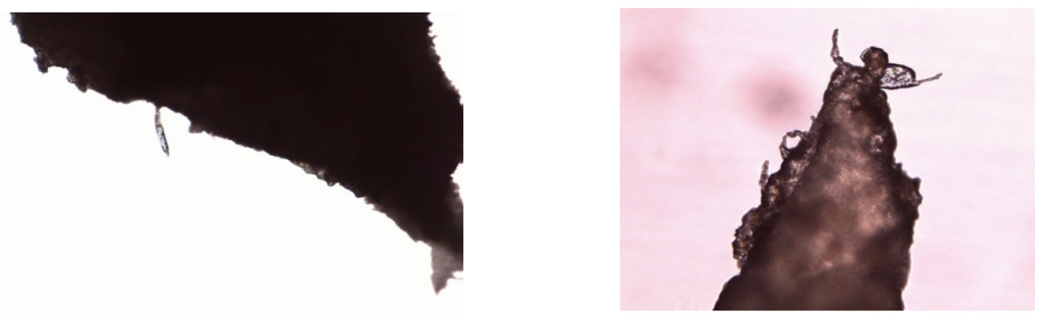 Preprints 164566 g003