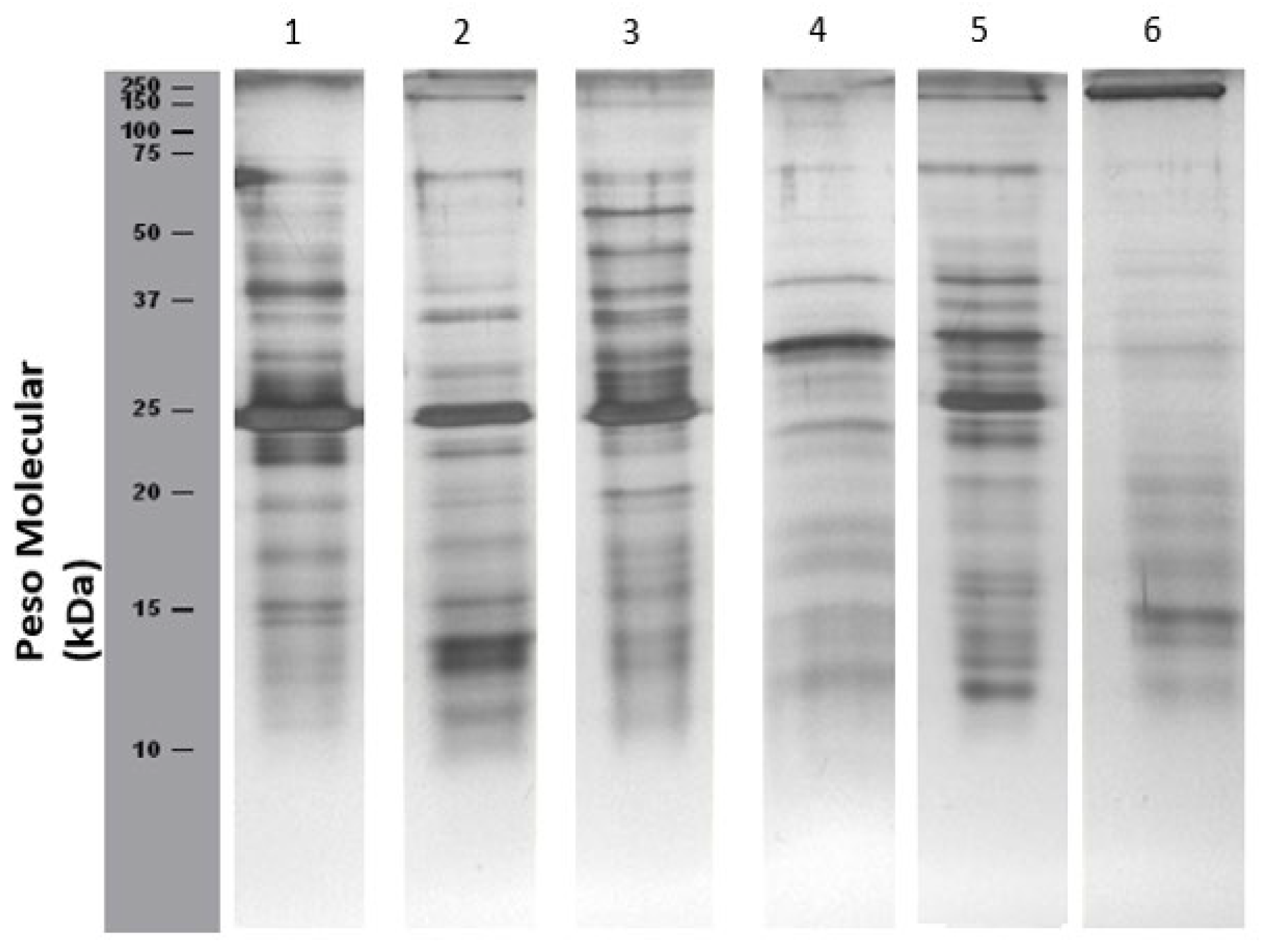 Preprints 150573 g001