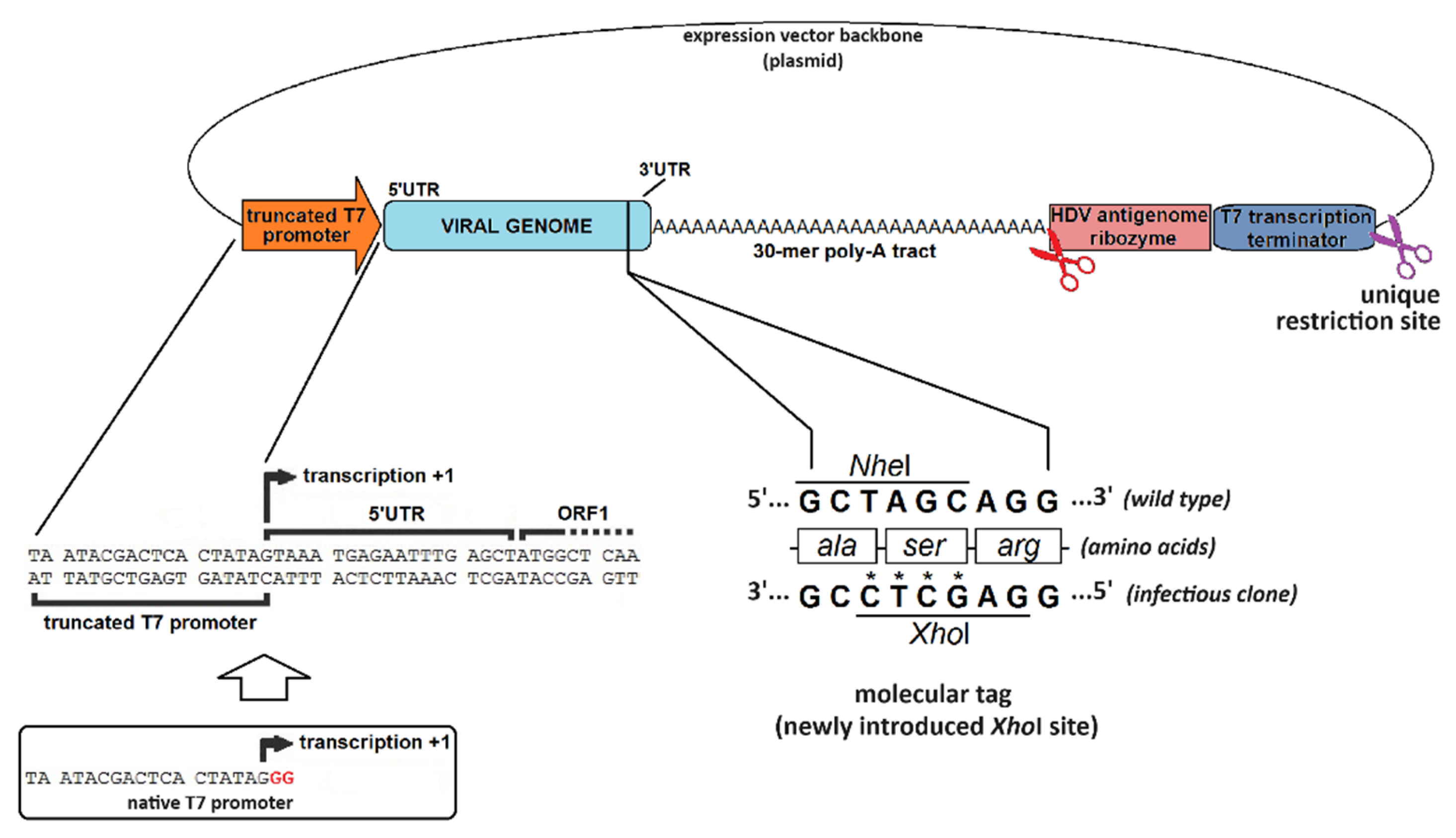 Preprints 106724 g005