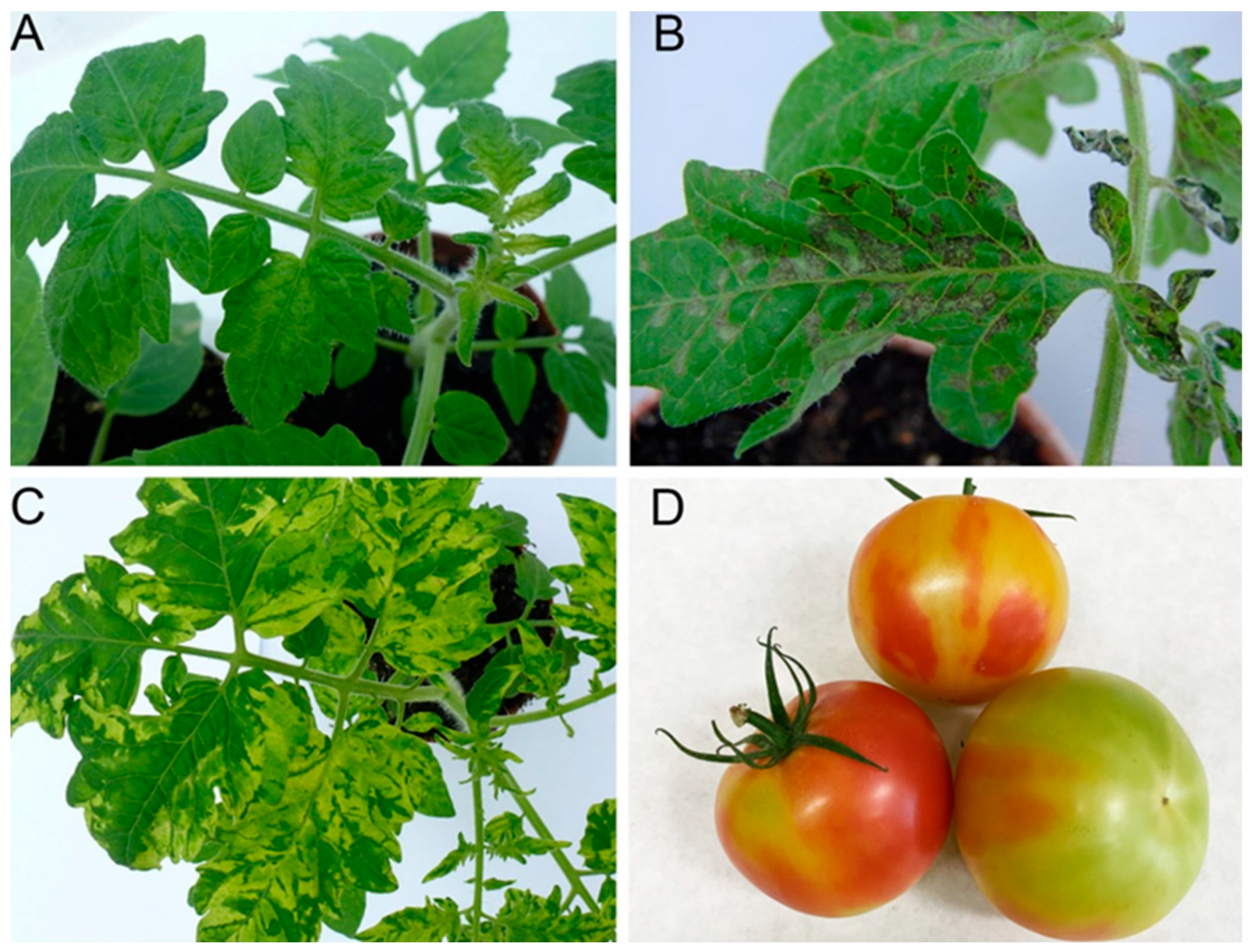 Preprints 184228 g001