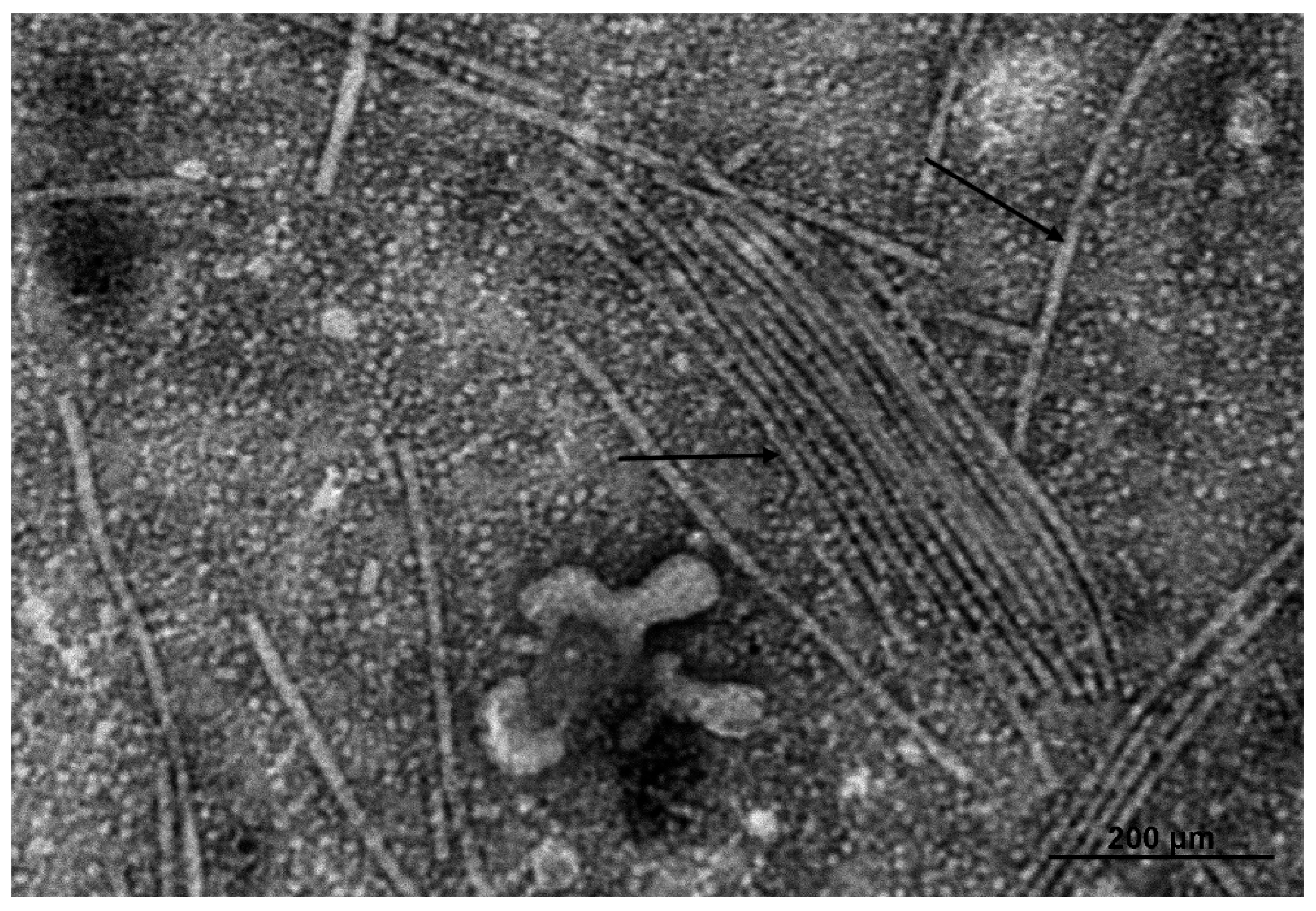 Preprints 184228 g002