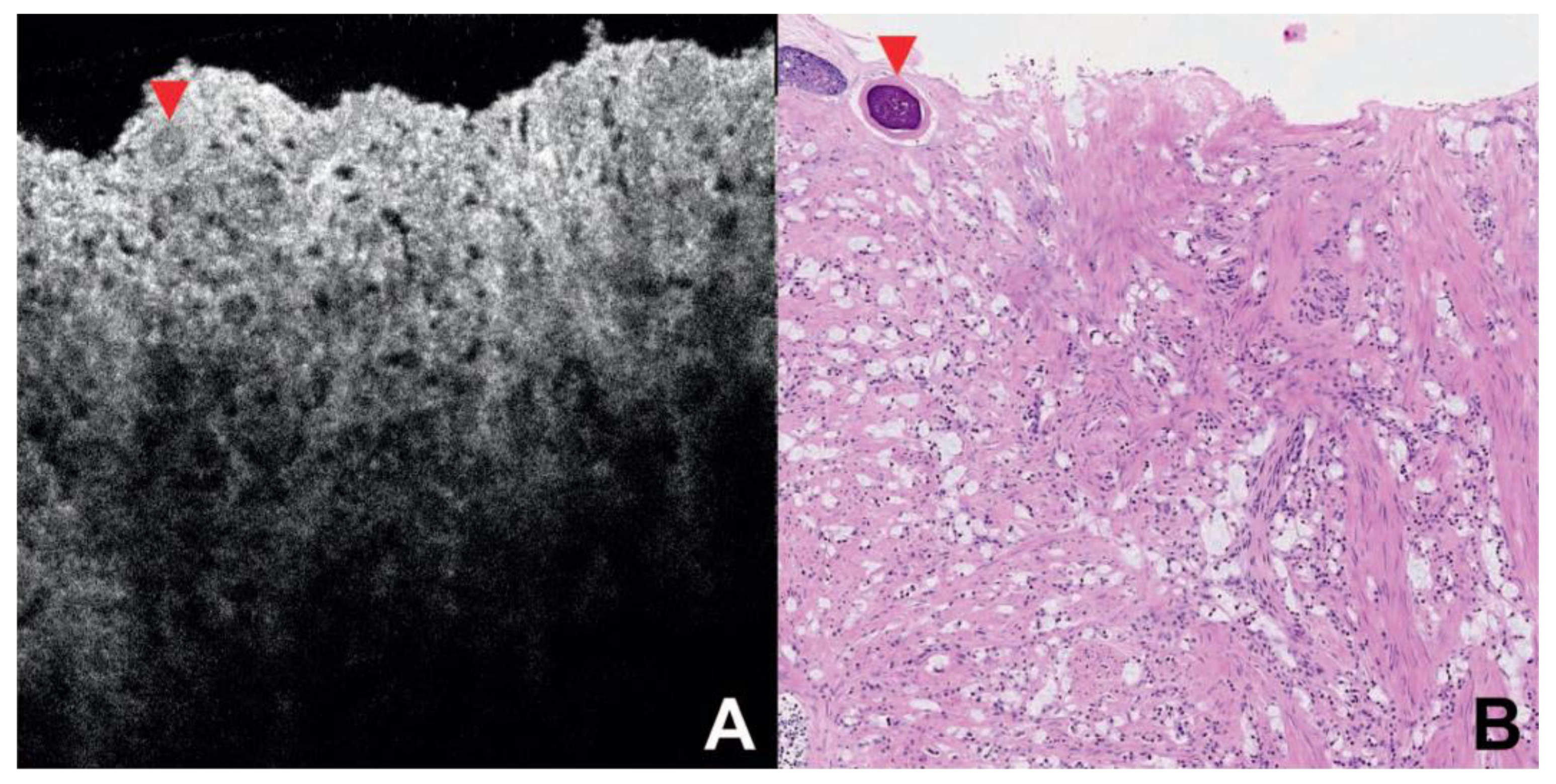 Preprints 141584 g003