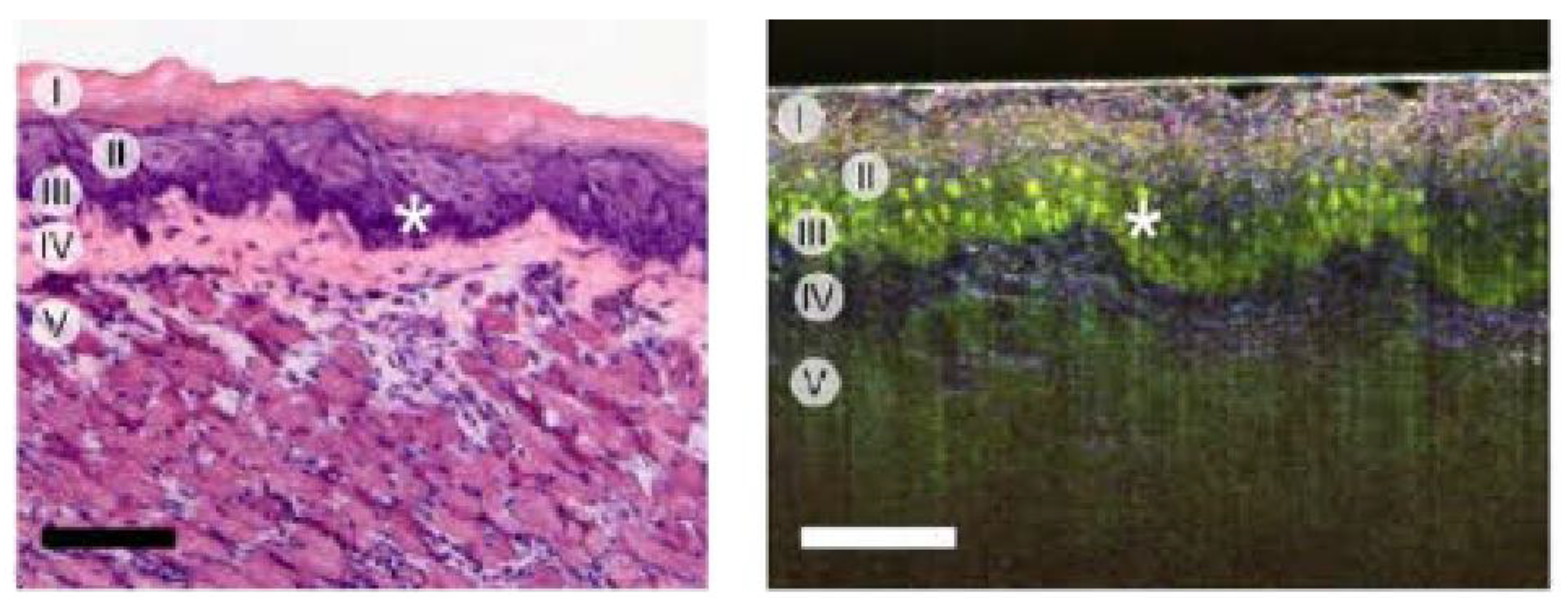 Preprints 141584 g005