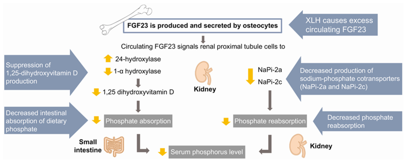 Preprints 221425 g001