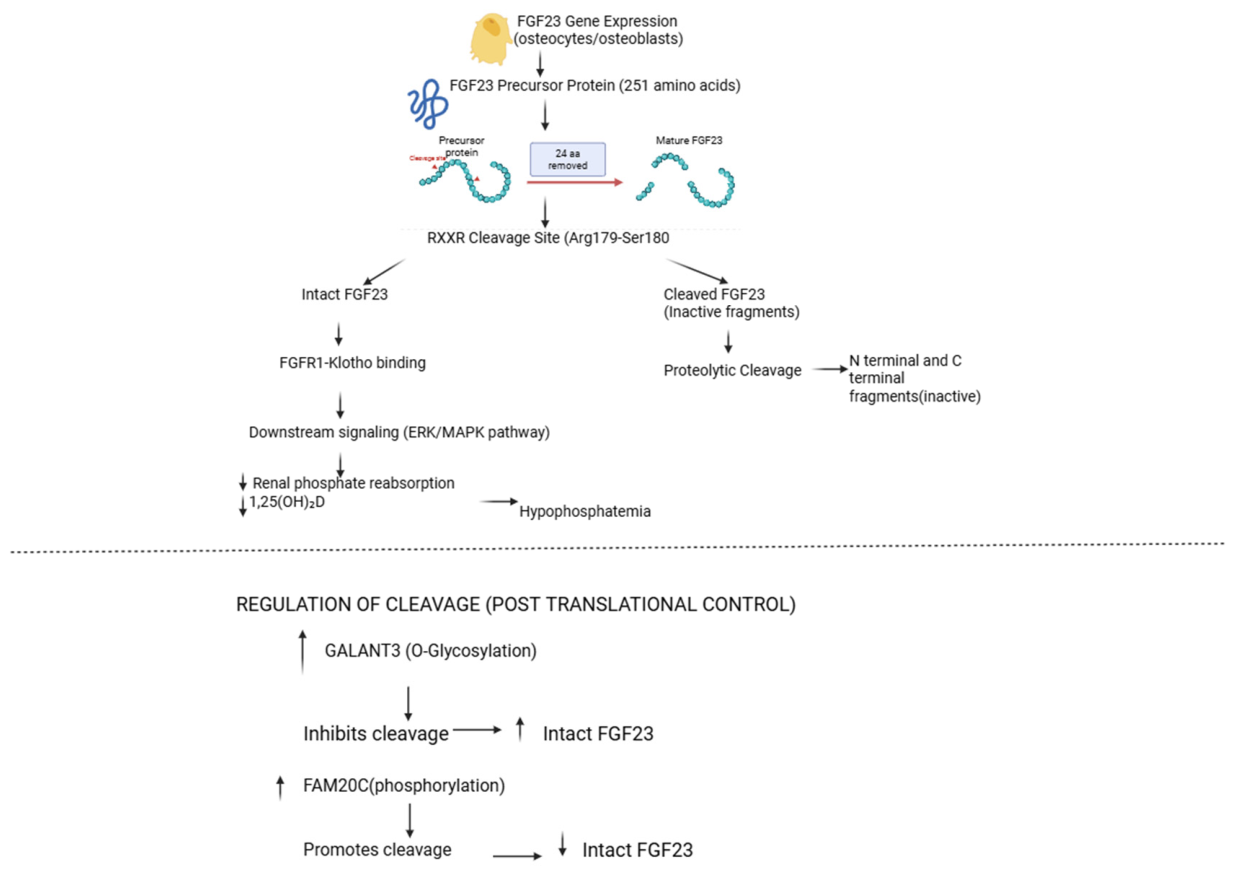 Preprints 221425 g003
