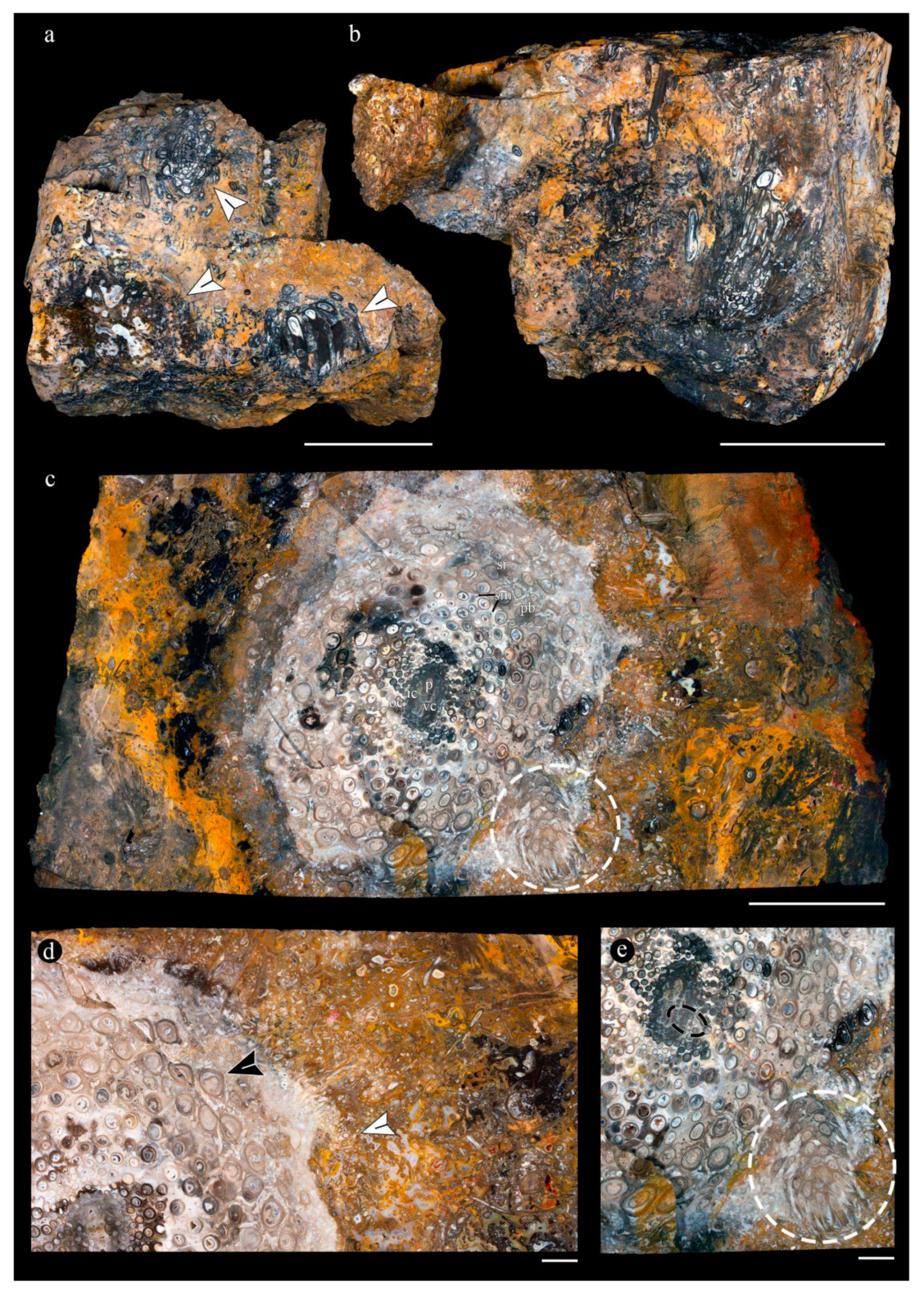 Preprints 141601 g002