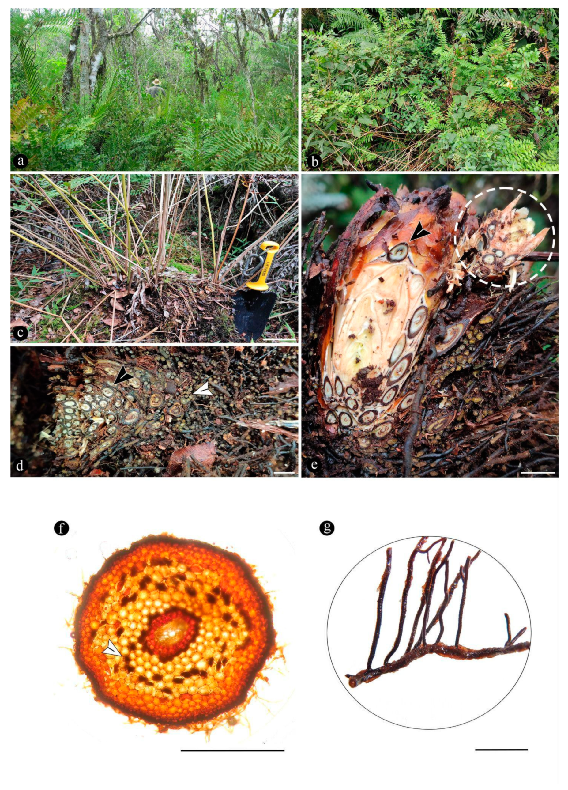 Preprints 141601 g003