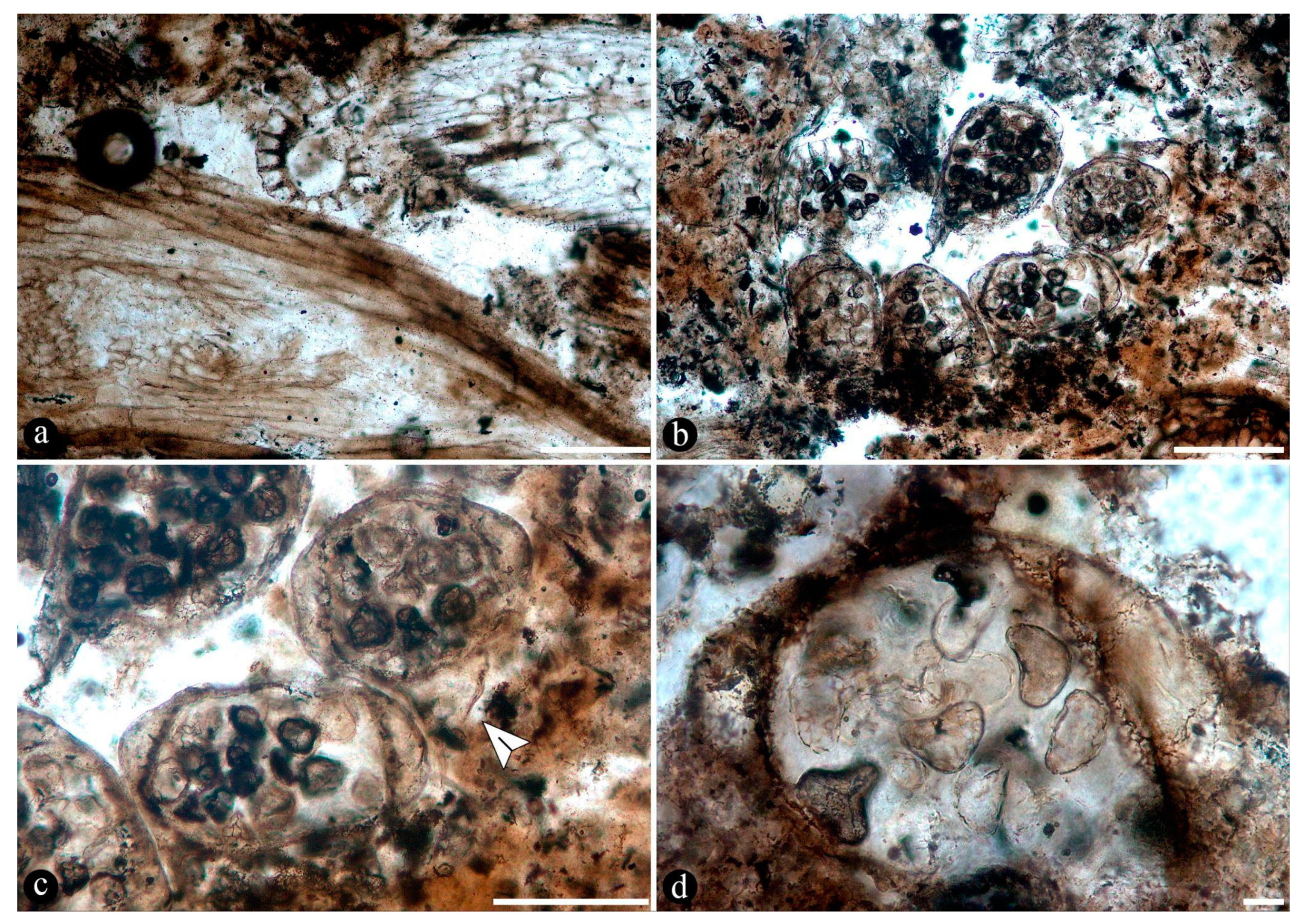 Preprints 141601 g004