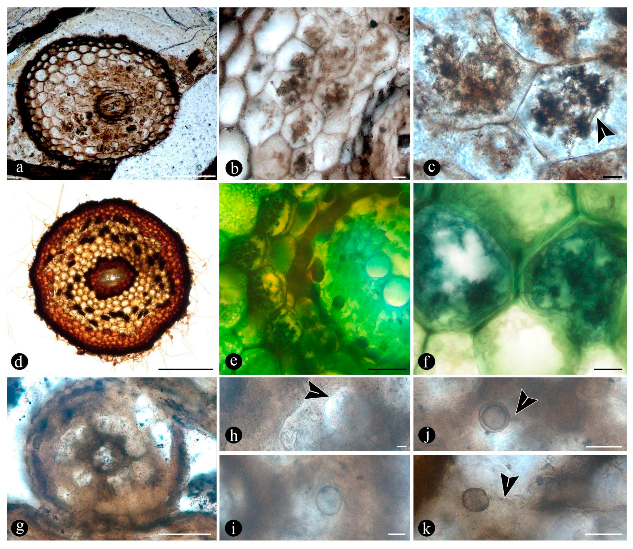 Preprints 141601 g005
