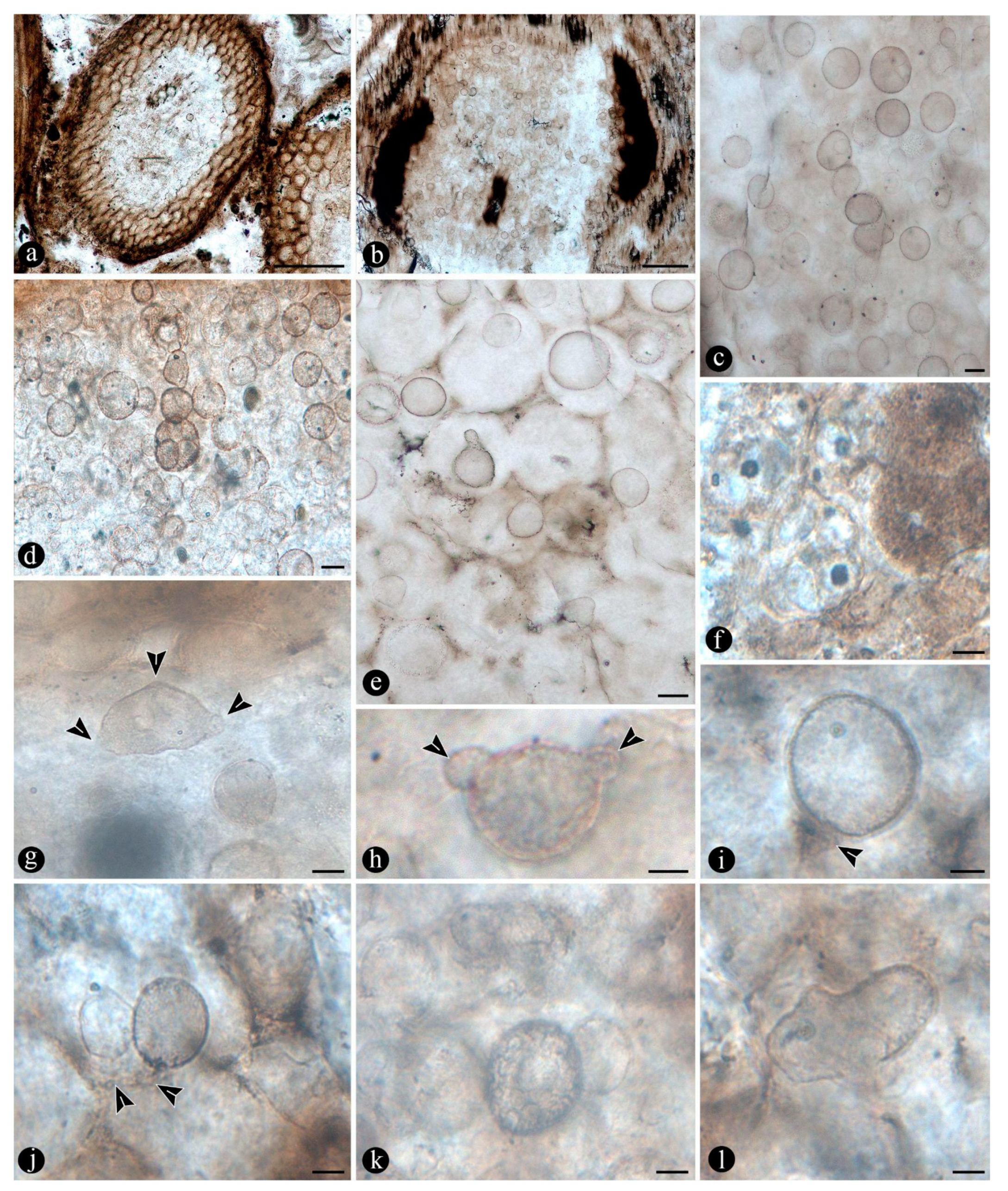 Preprints 141601 g006