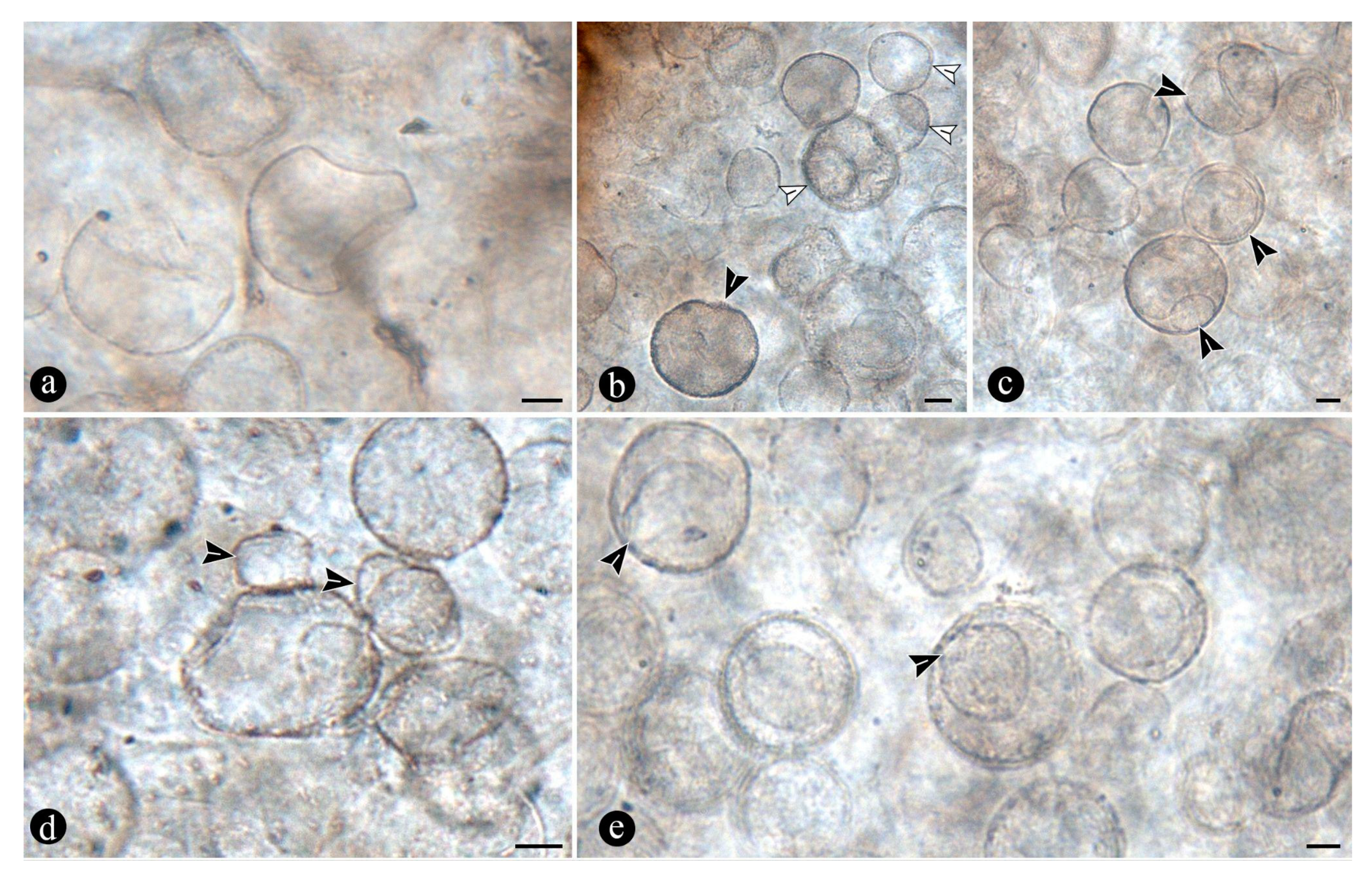 Preprints 141601 g007
