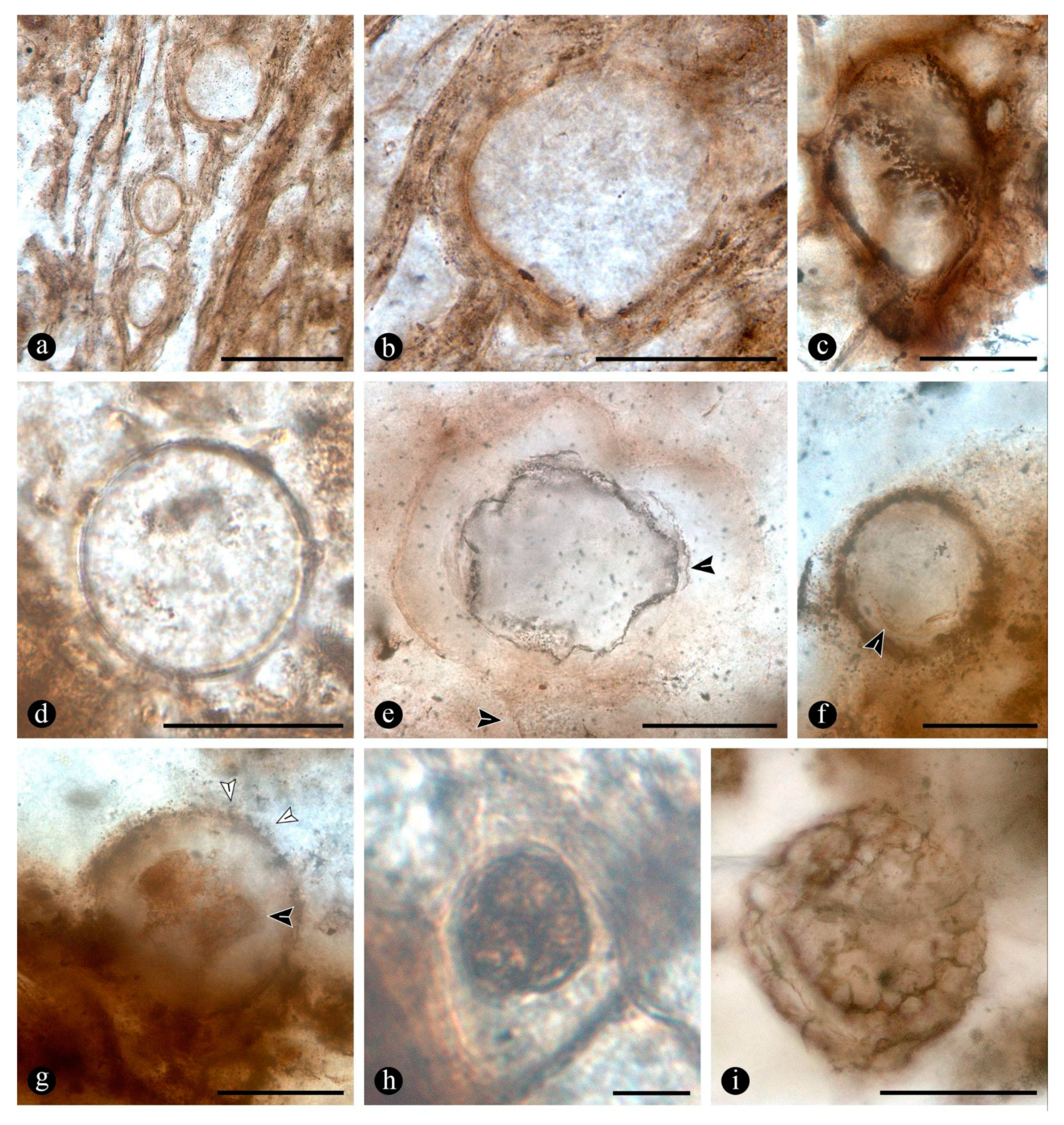 Preprints 141601 g011