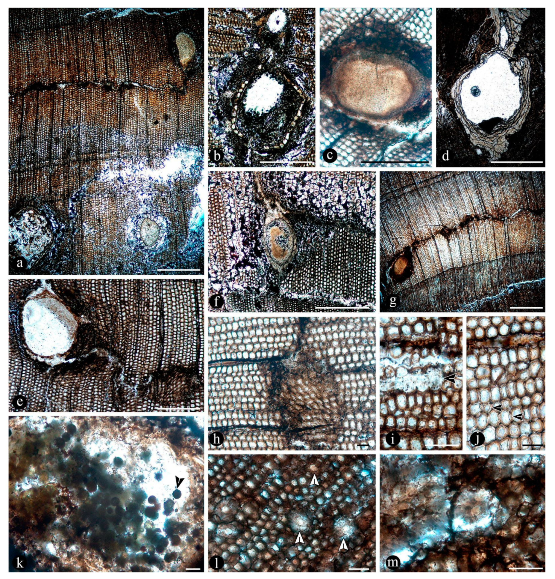 Preprints 141601 g013