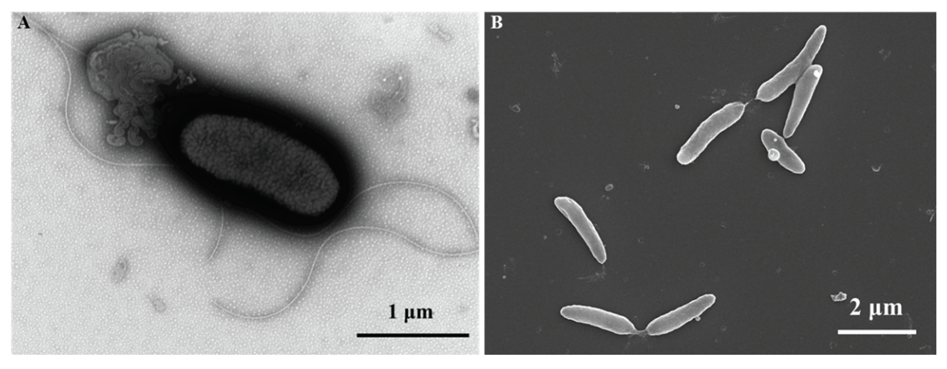 Preprints 163441 g003