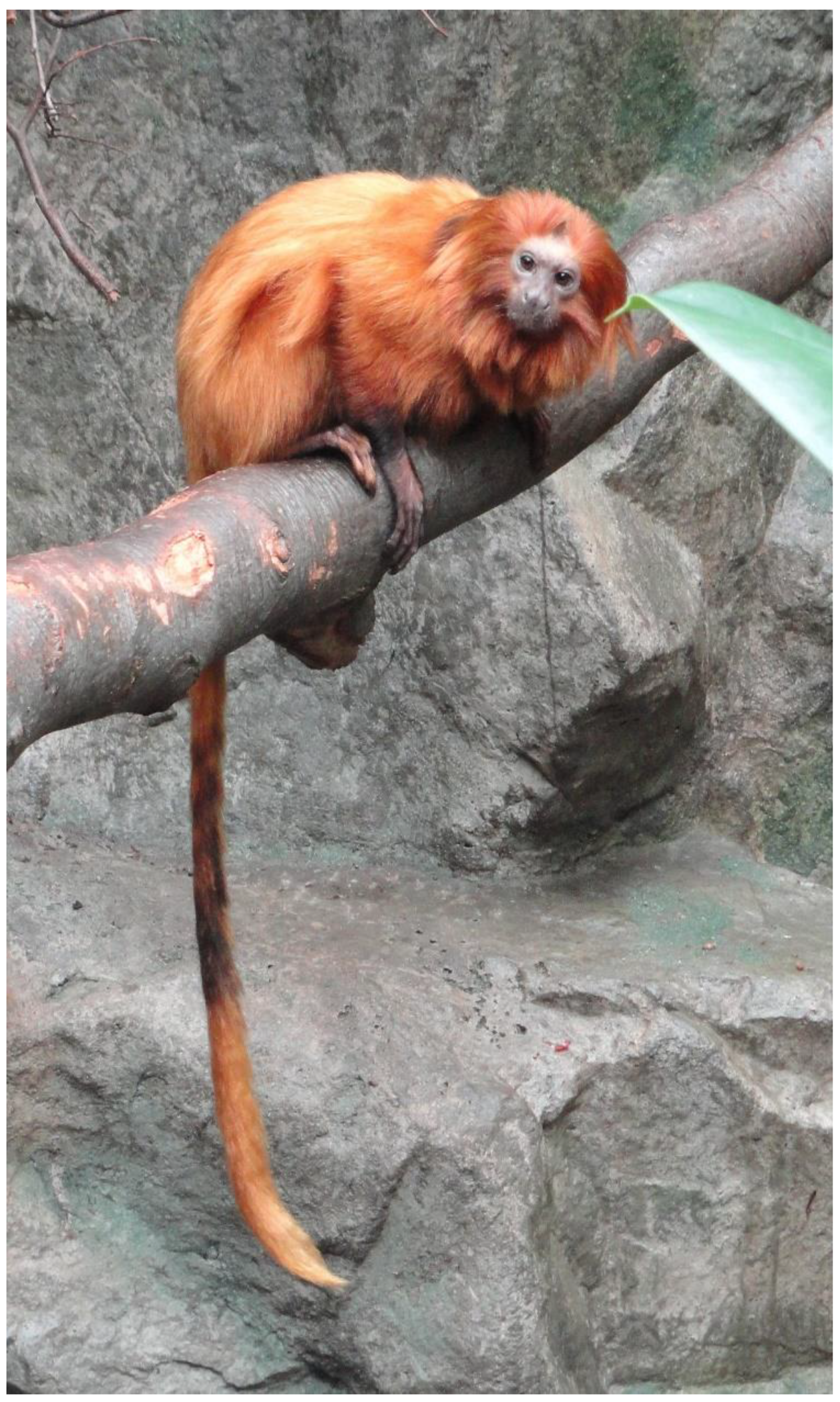 Preprints 138364 g001