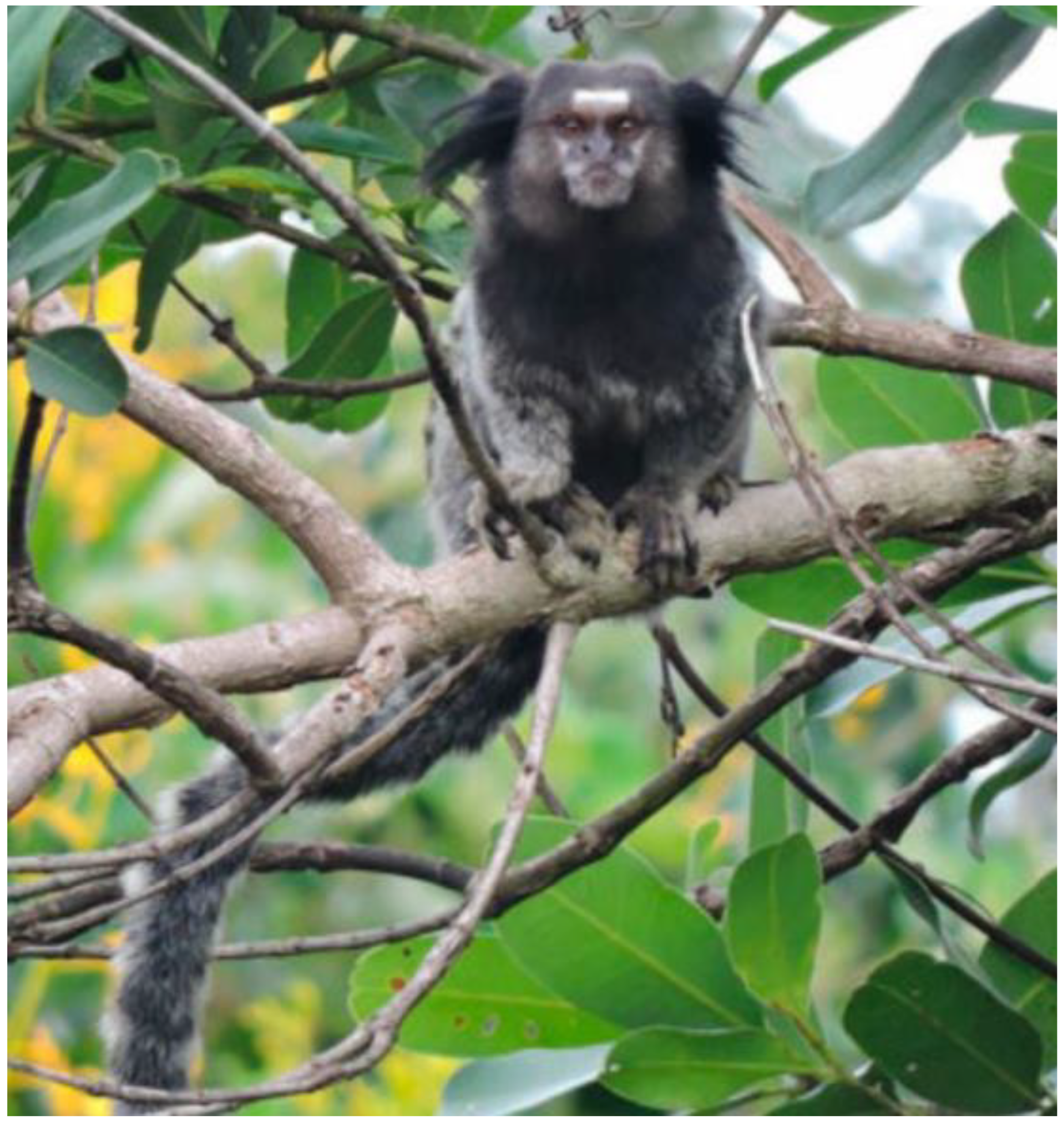 Preprints 138364 g002