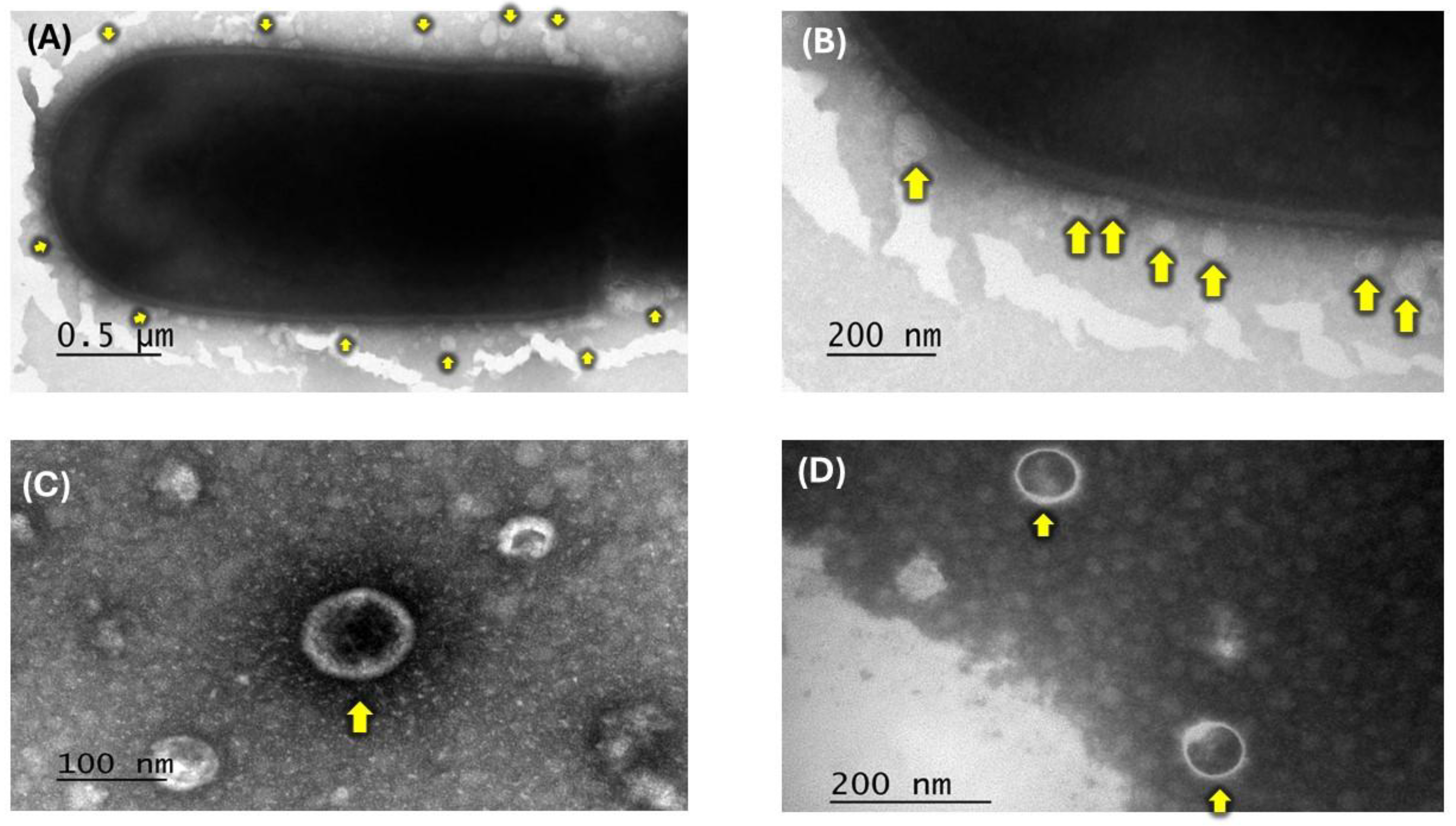 Preprints 196428 g001