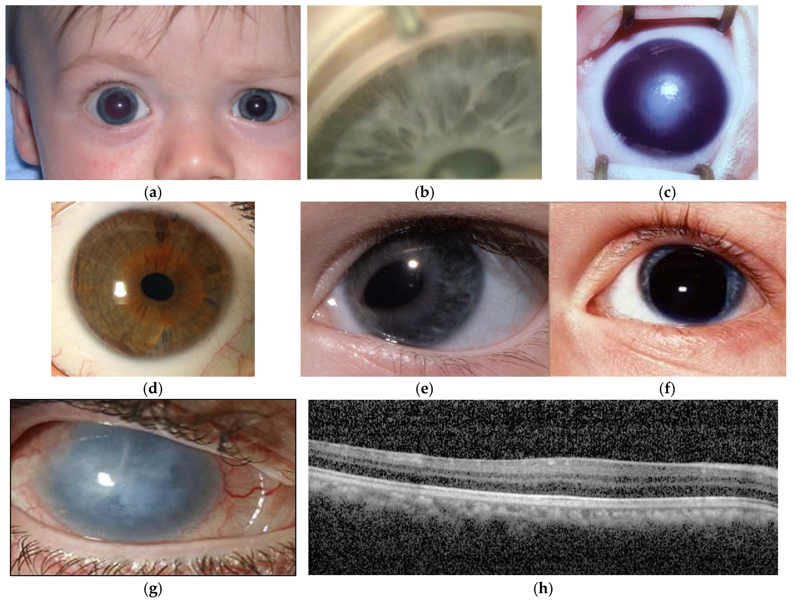 Preprints 168759 g002