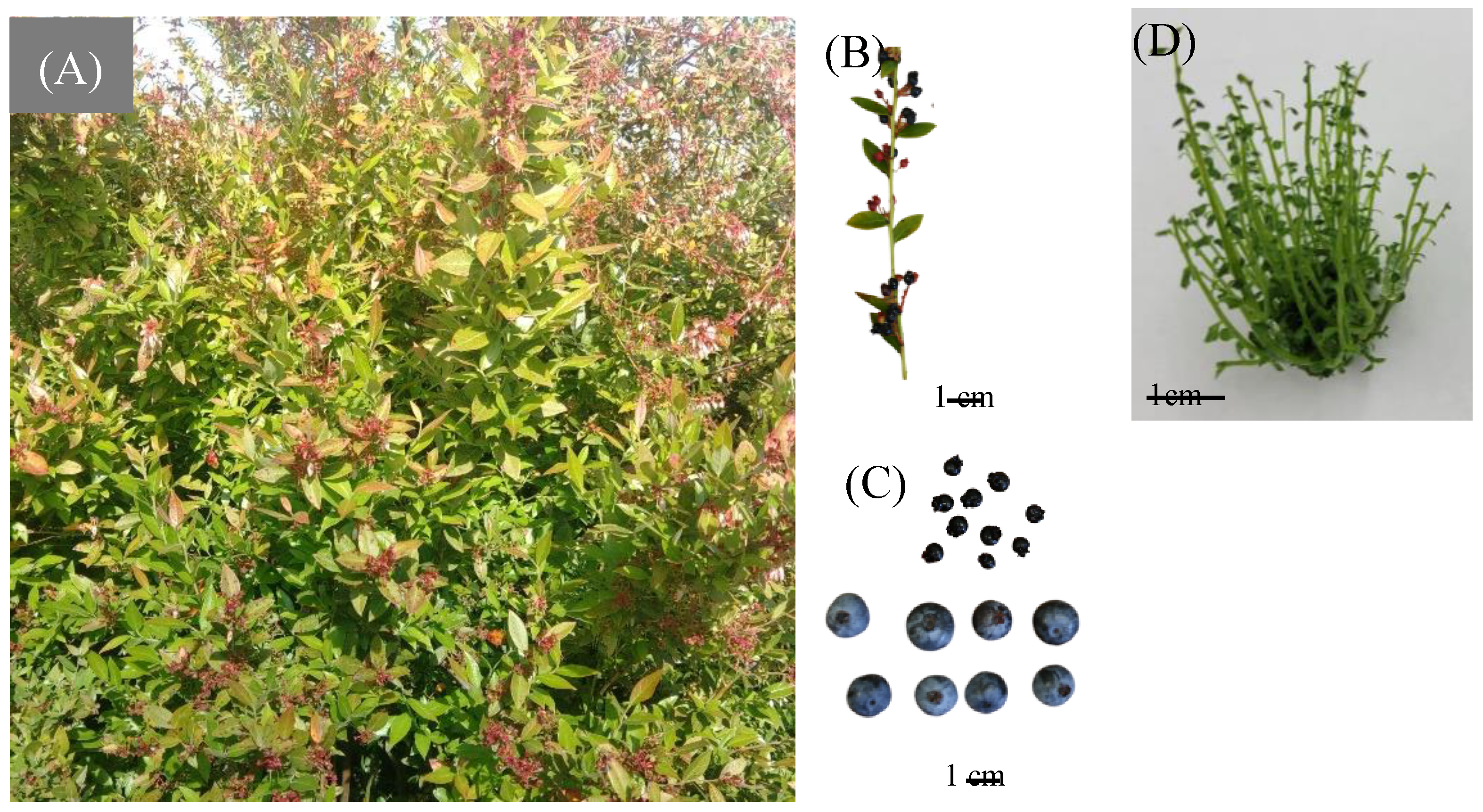 Preprints 166632 g001