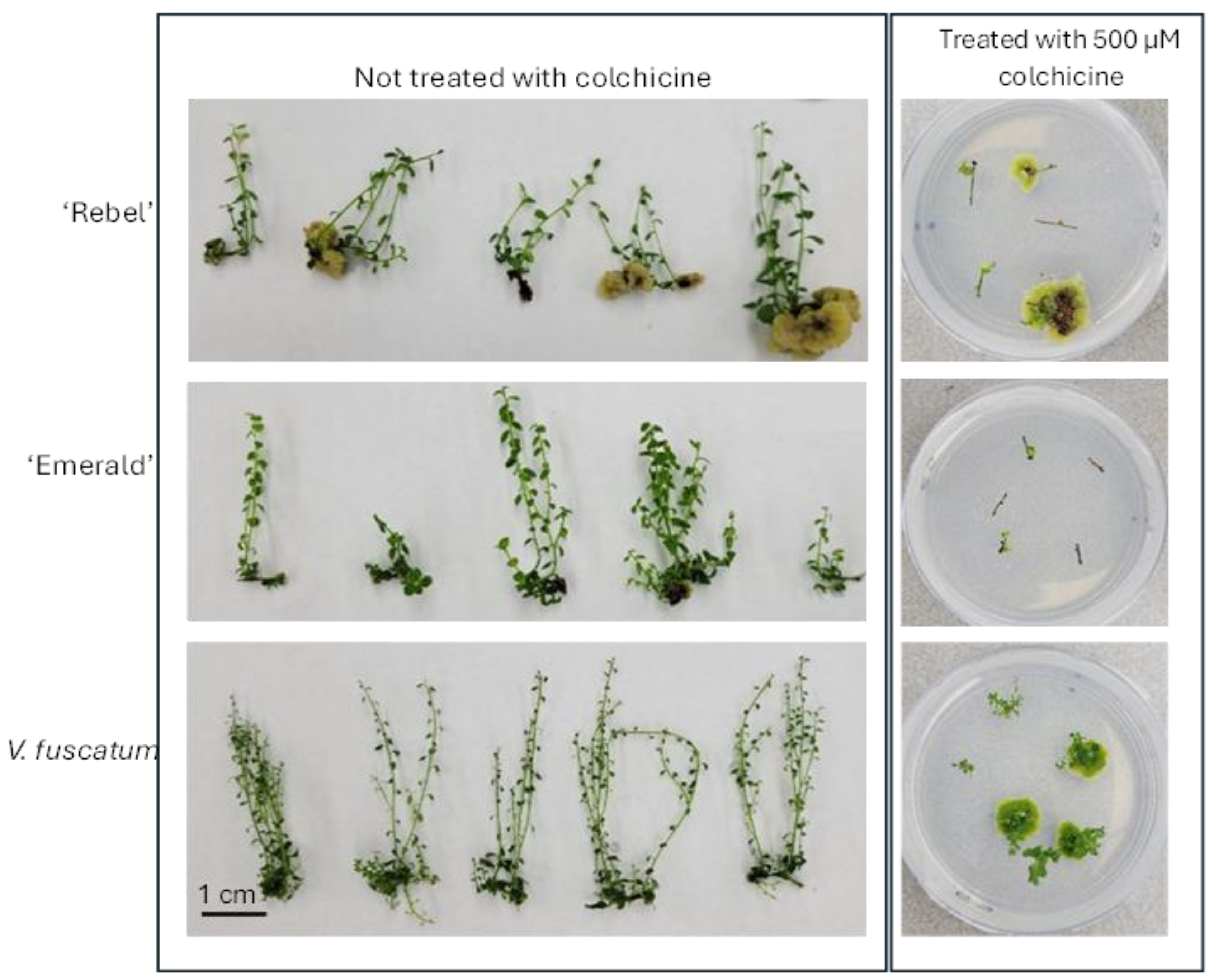 Preprints 166632 g003