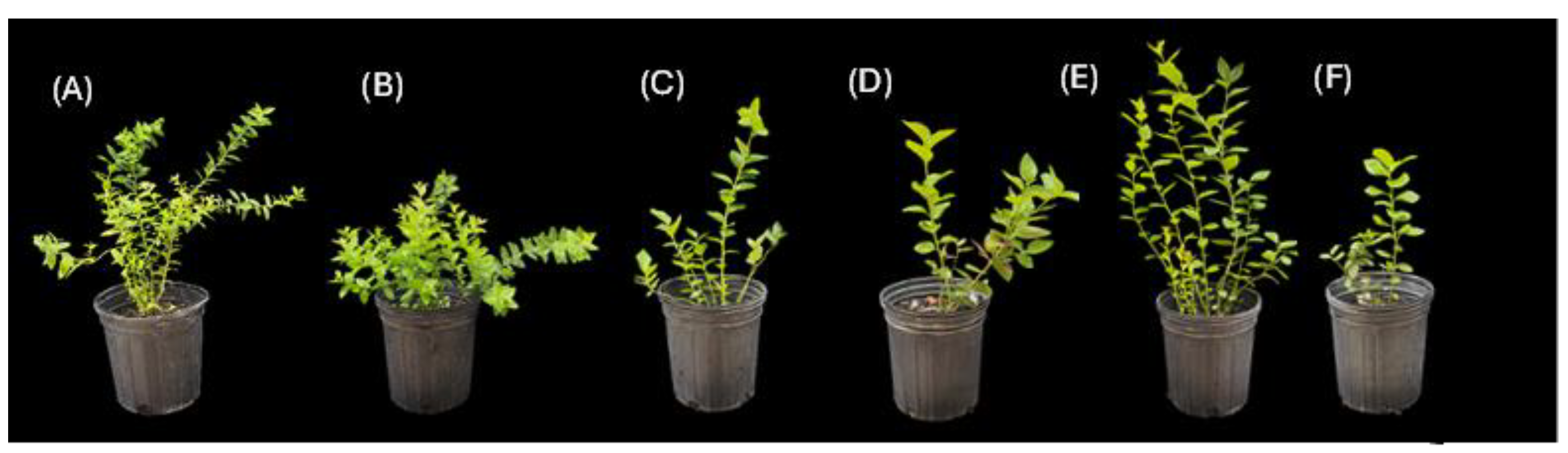 Preprints 166632 g006