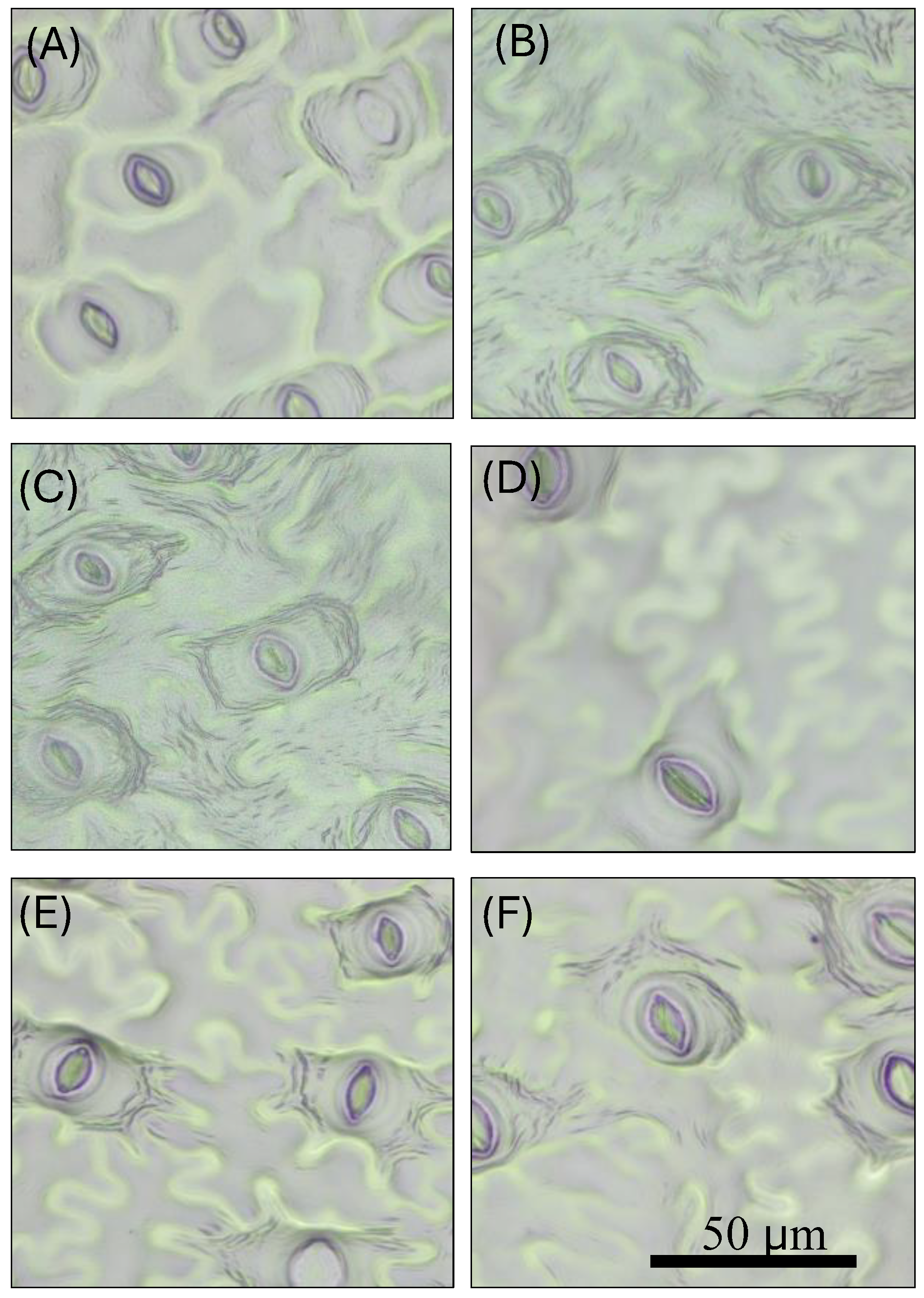 Preprints 166632 g007