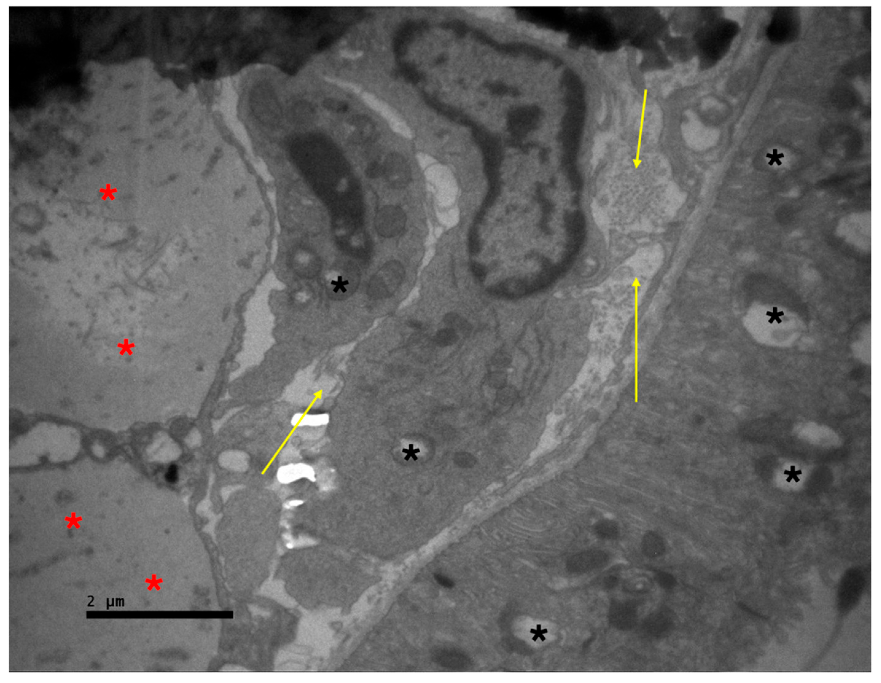 Preprints 227257 g006