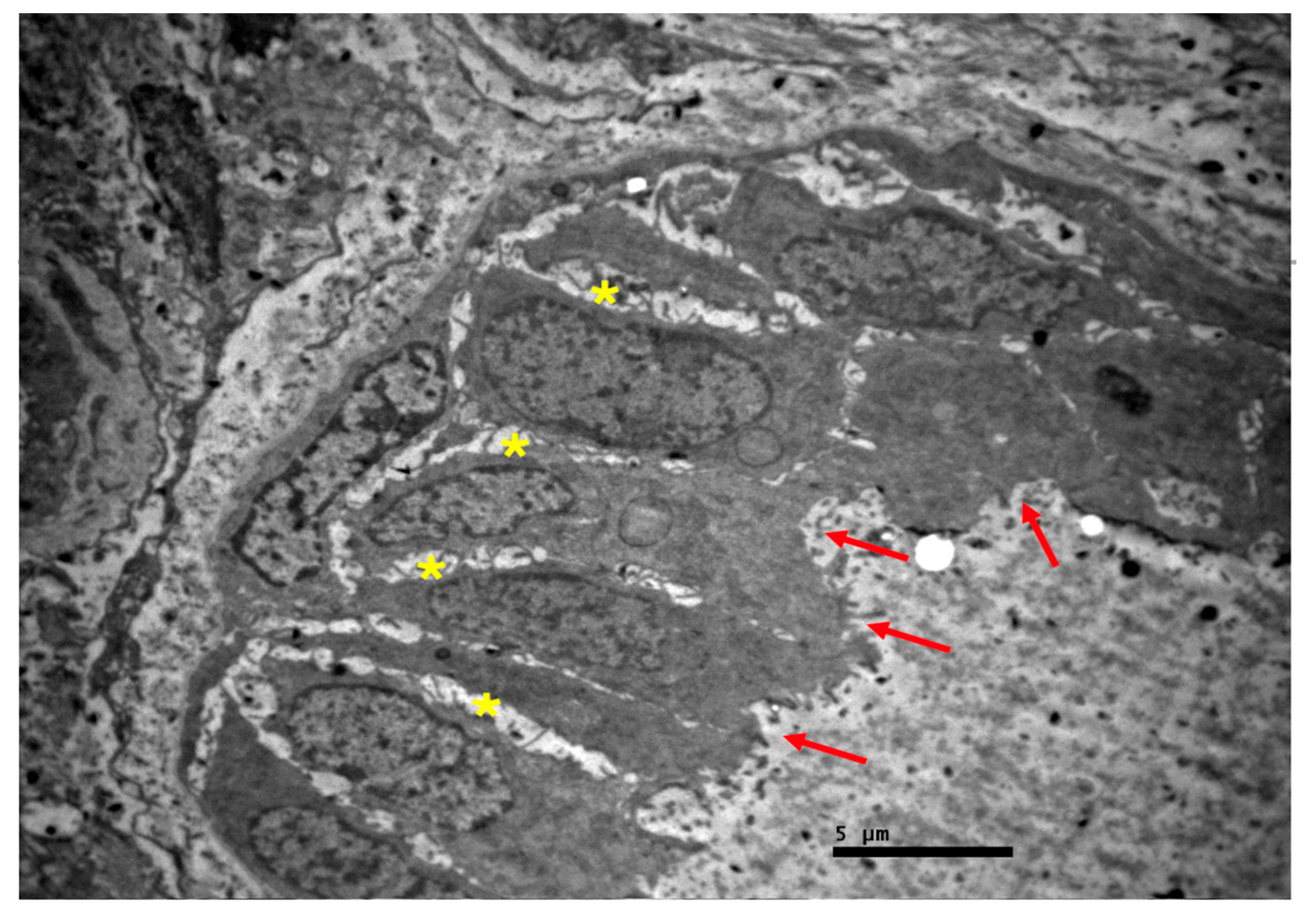 Preprints 227257 g010