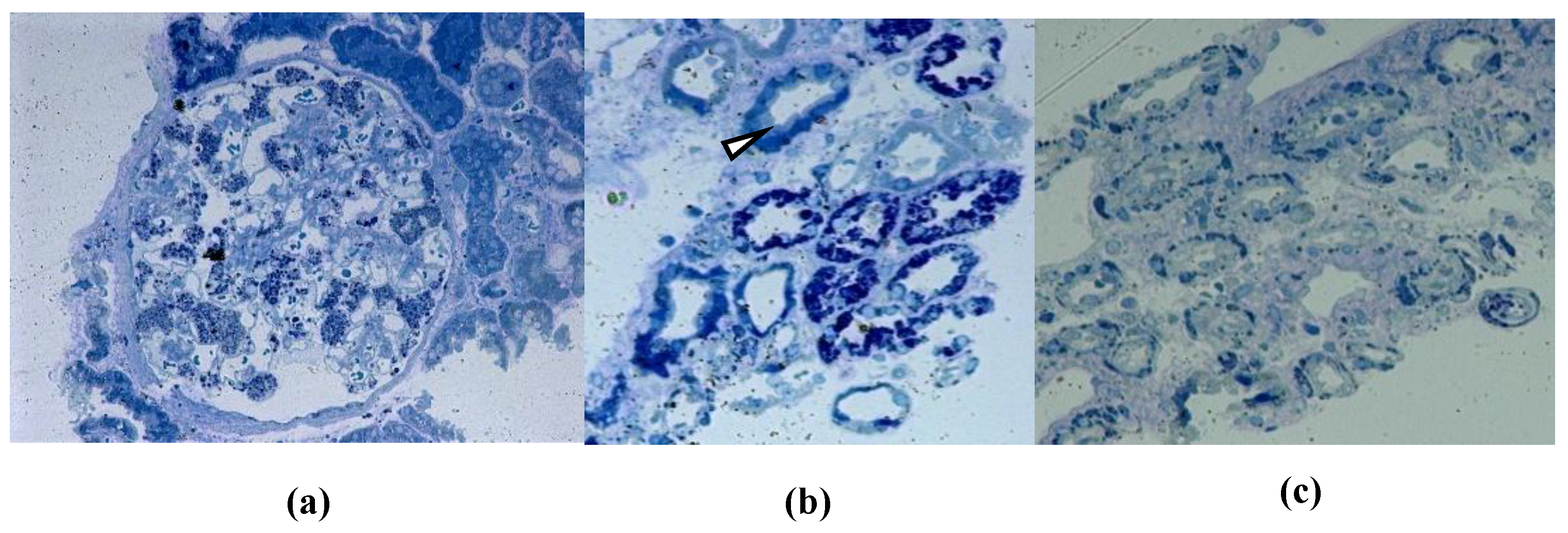 Preprints 209419 g004