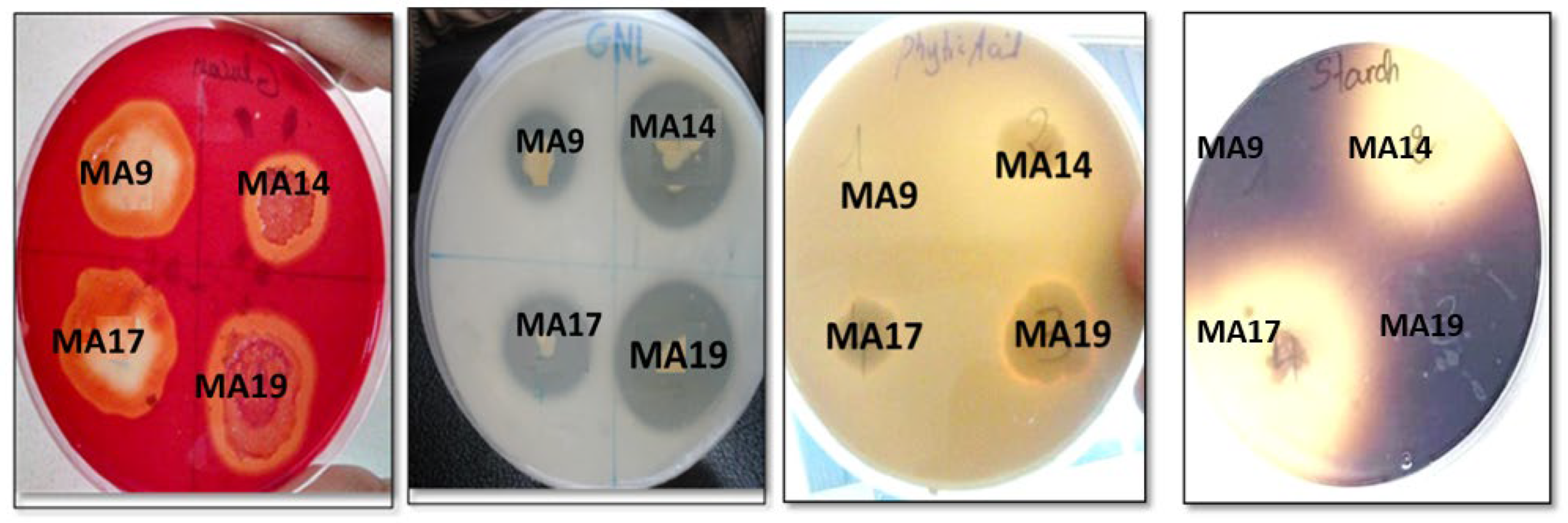 Preprints 197533 g002