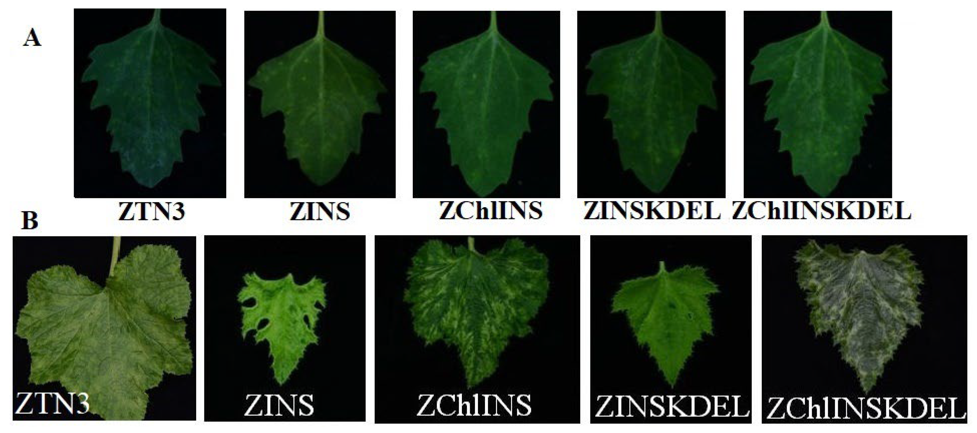 Preprints 181539 g001