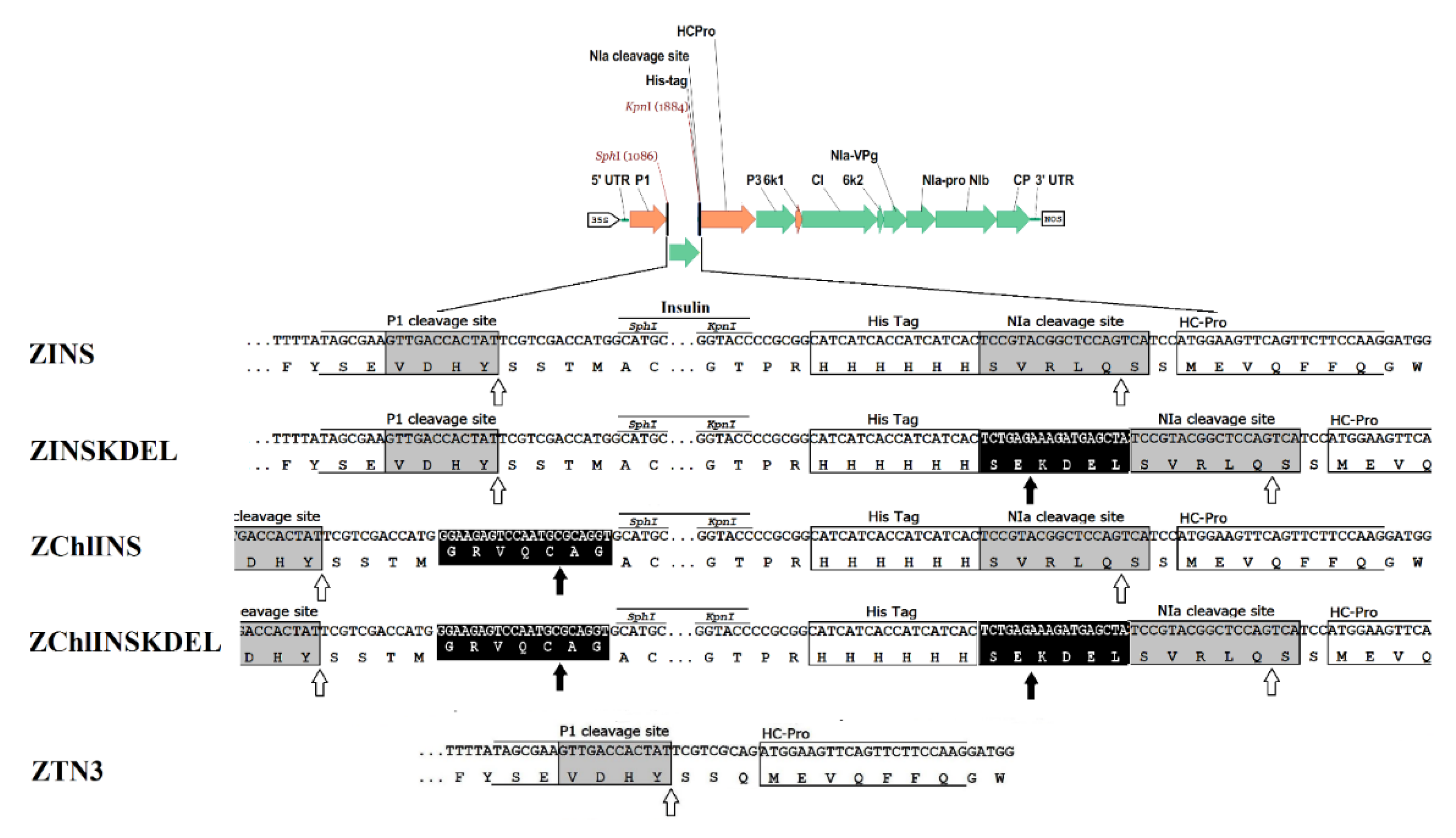Preprints 181539 g005