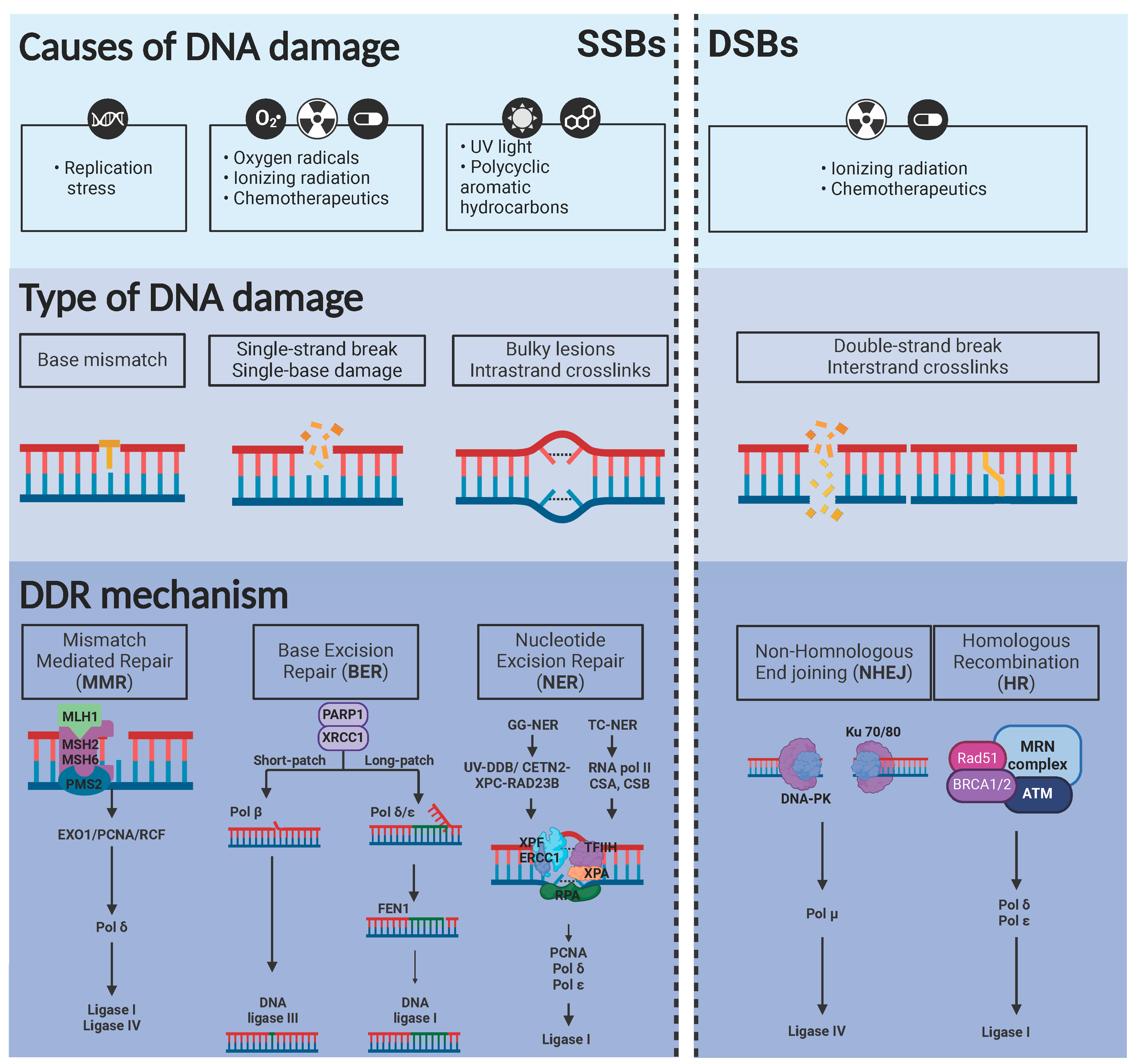 Preprints 153964 g001