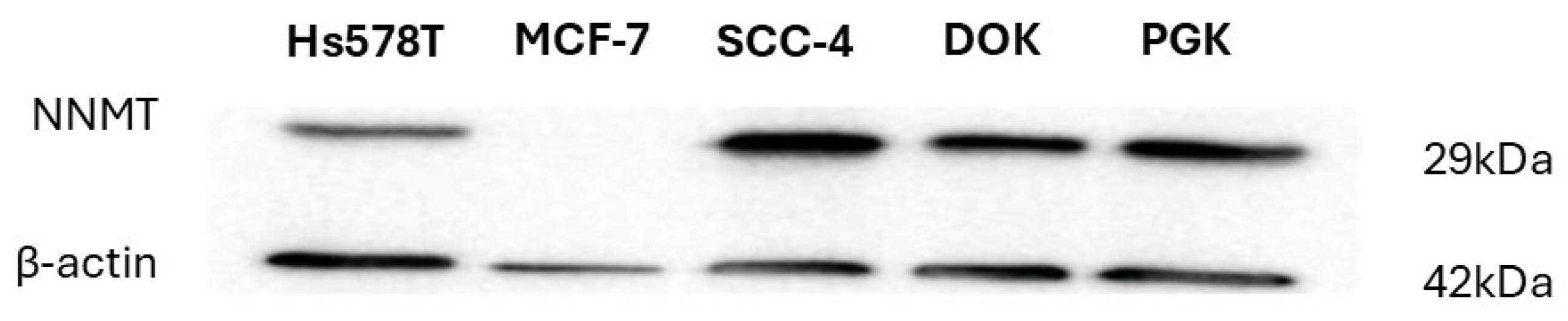 Preprints 198745 g002