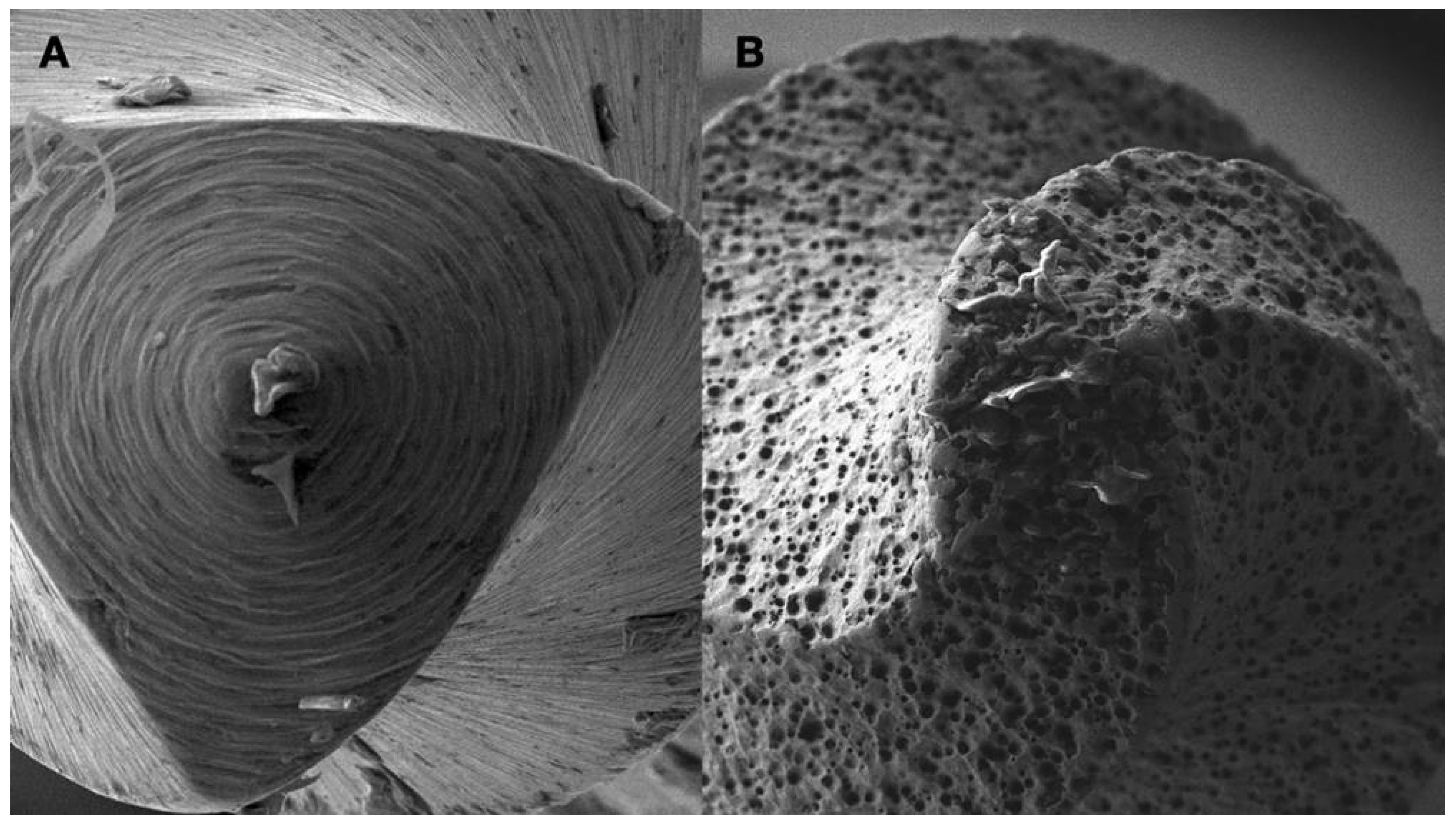 Preprints 101803 g008