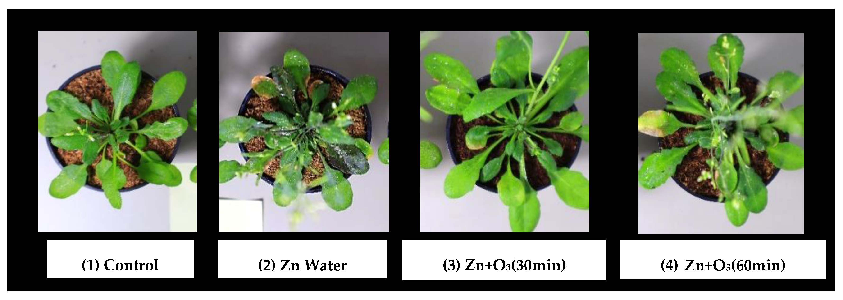 Preprints 111512 g002