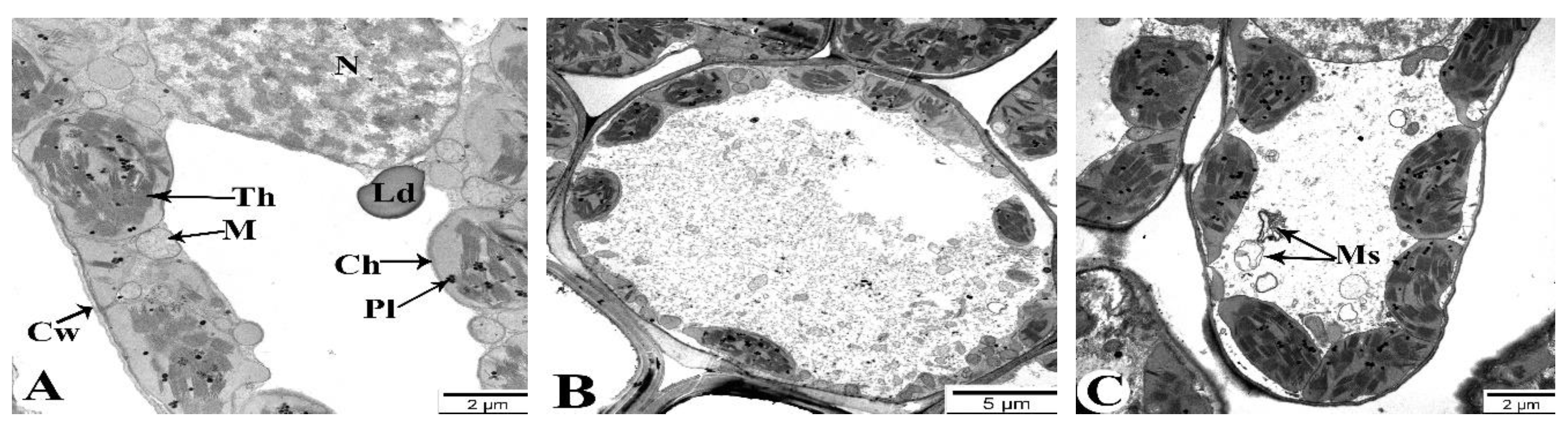 Preprints 120451 g010a
