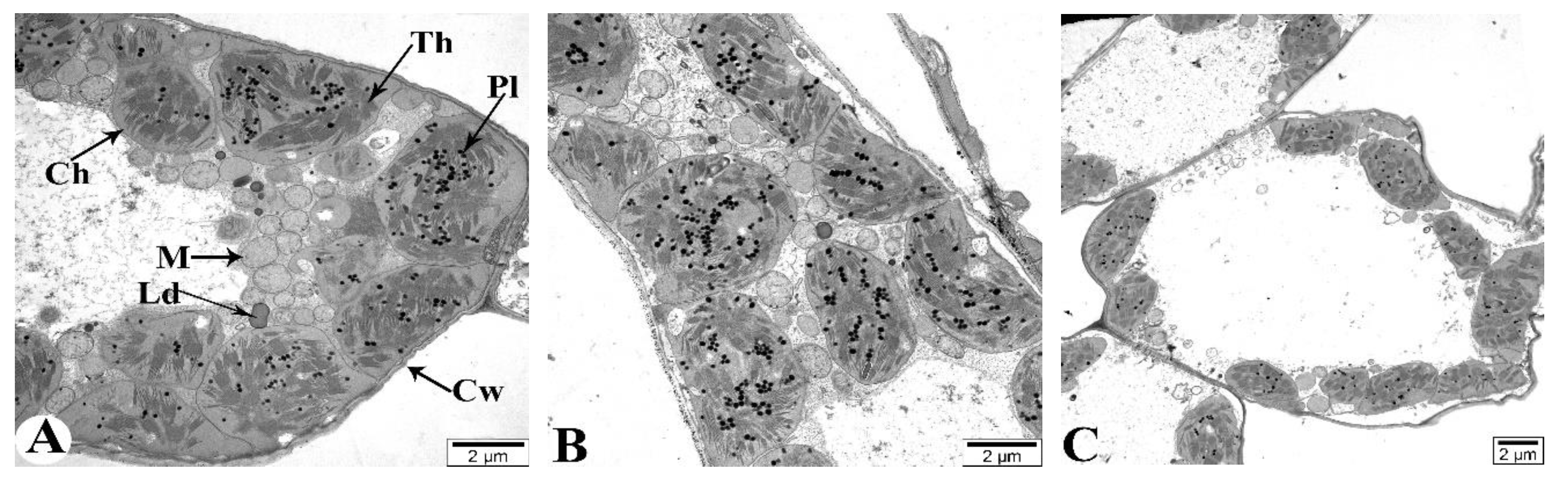 Preprints 120451 g011a