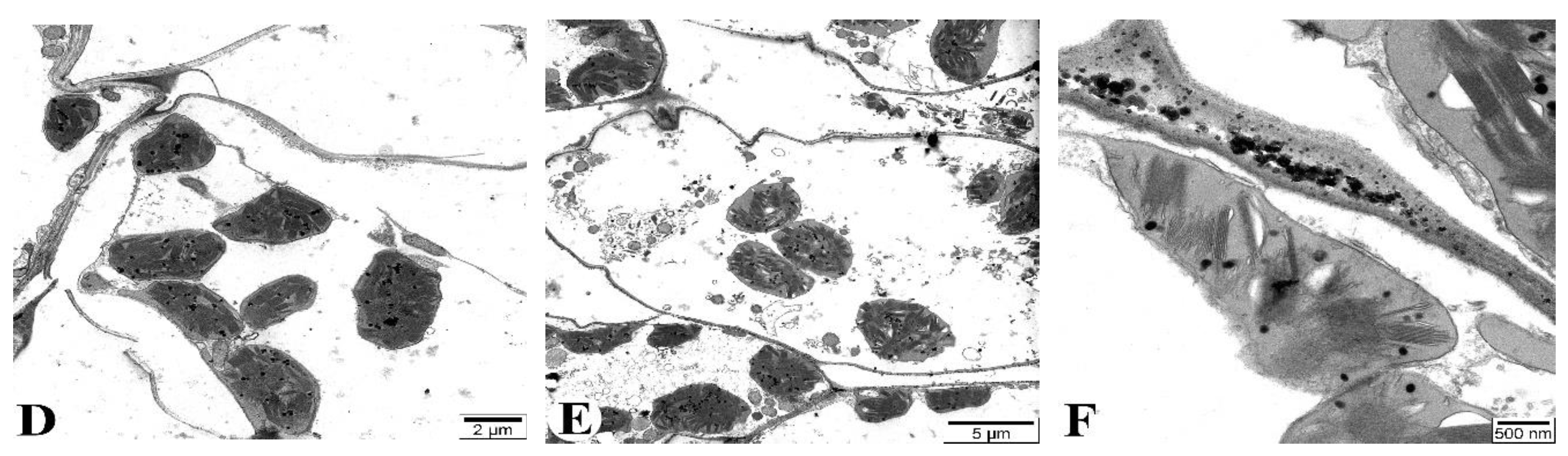 Preprints 120451 g011b