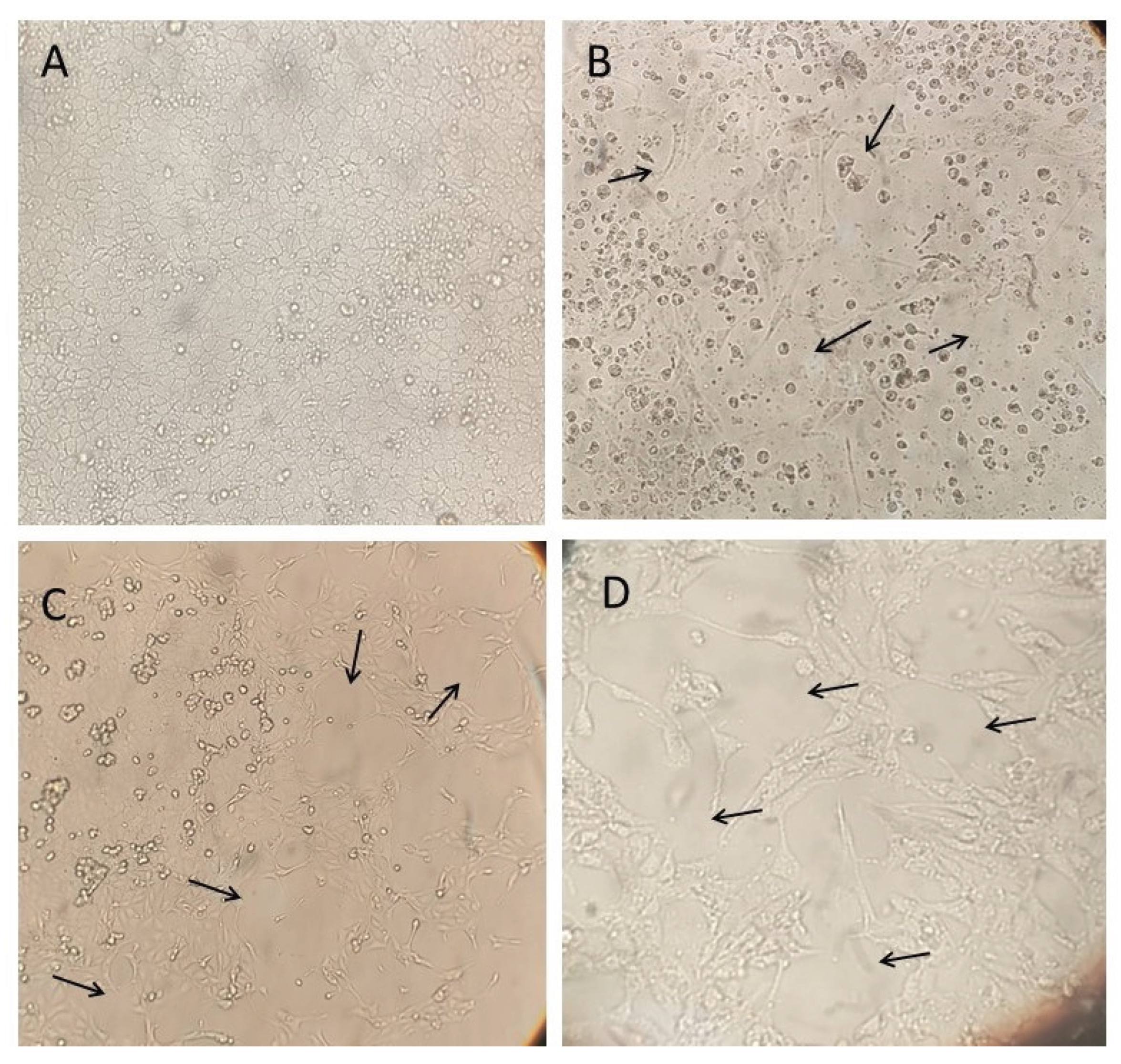 Preprints 167192 g004